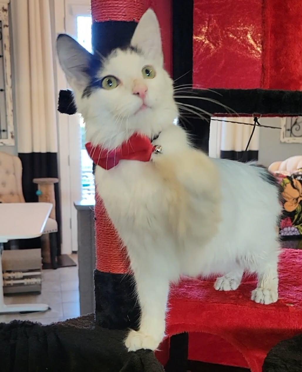 Daisy, adopted, Young Female Domestic Long Hair.