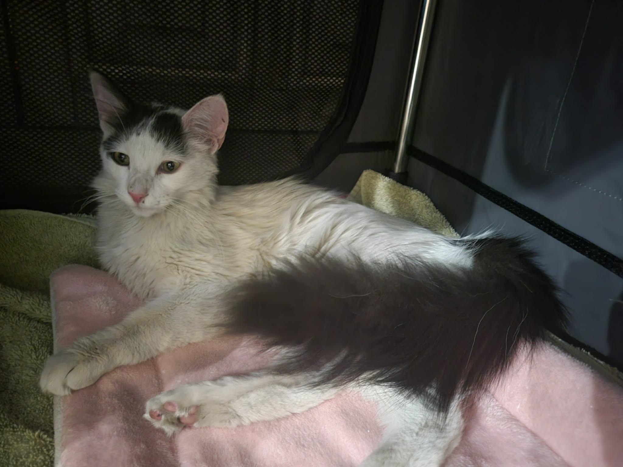 Enlarge Daisy, a ADOPTABLE mixed breed in Litchfield Park, AZ image 4/4