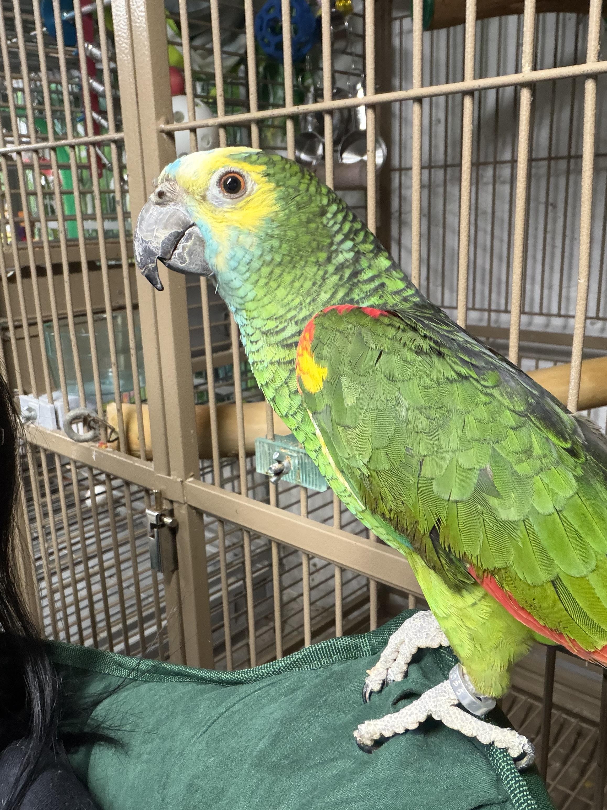 Enlarge Bustina, a Adoptable Amazon in Beech Creek, PA image 2/3