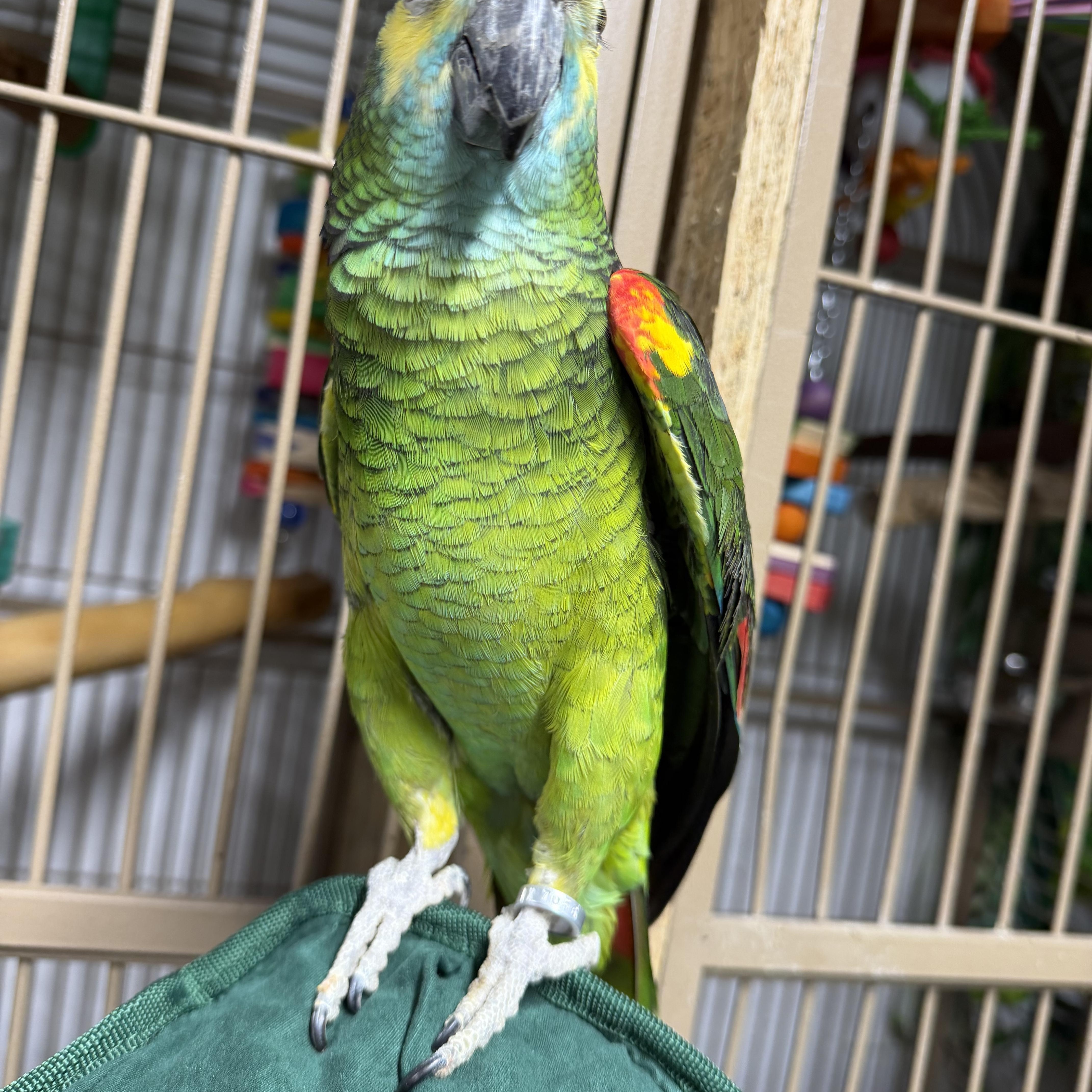 Enlarge Bustina, a Adoptable Amazon in Beech Creek, PA image 3/3