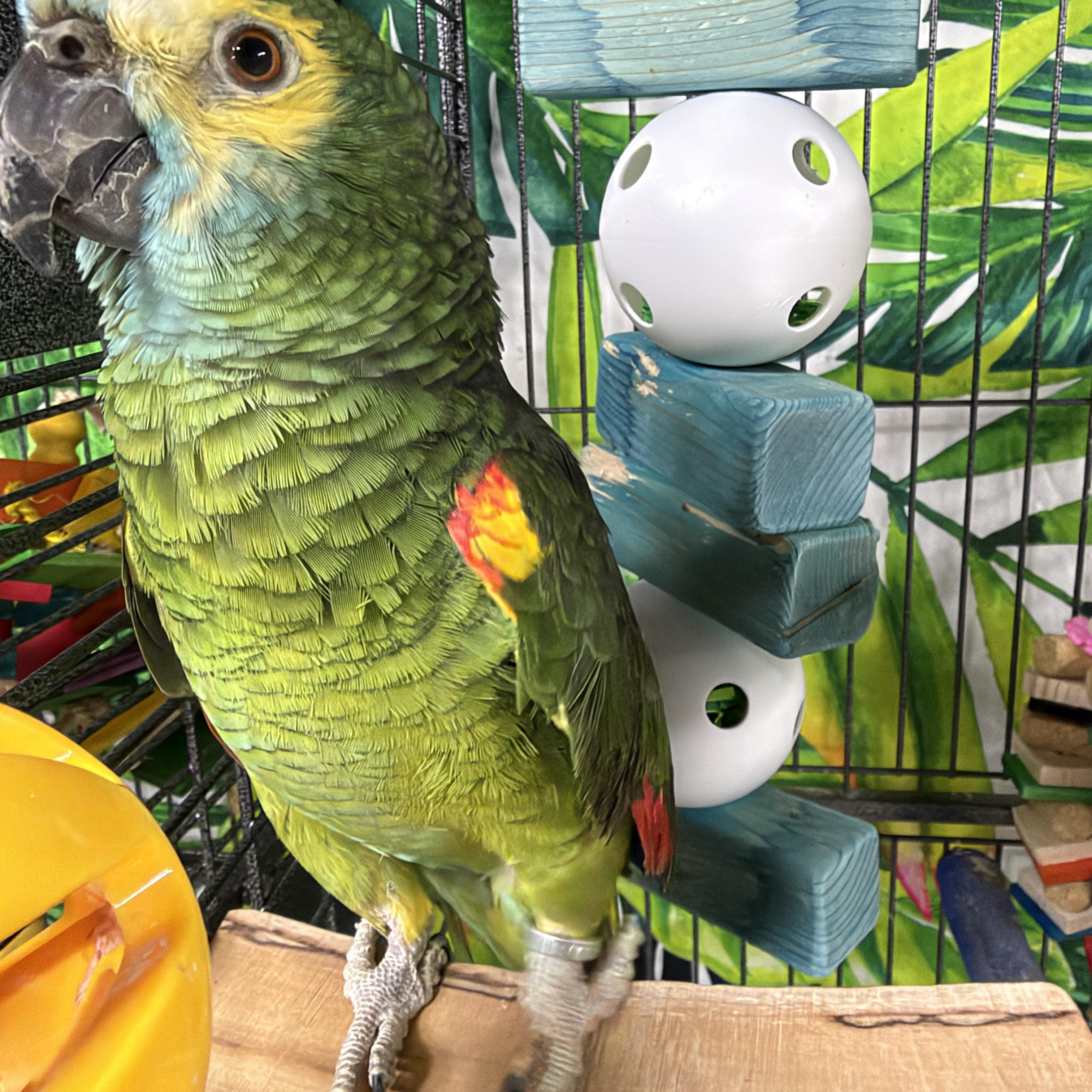 Enlarge Bustina, a Adoptable Amazon in Beech Creek, PA image 1/3