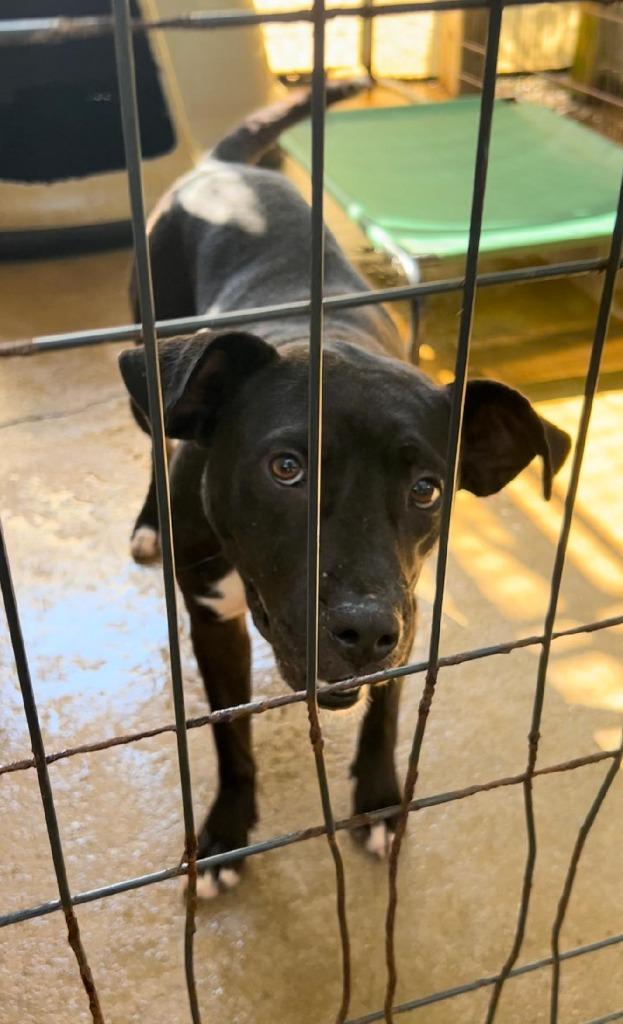 BEE, a Adoptable mixed breed in Marianna, FL image 1/2