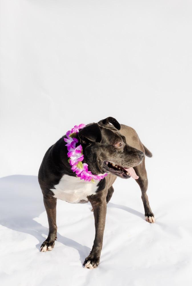 BEE, Adoptable, Adult Female American Bulldog & Labrador Retriever.