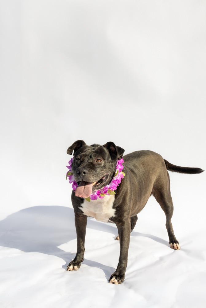 BEE, a Adoptable mixed breed in Marianna, FL image 2/5