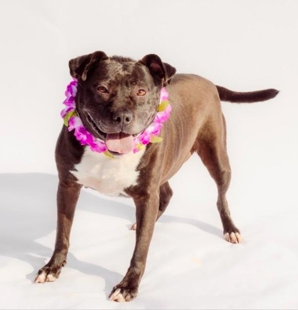 BEE, a Adoptable mixed breed in Marianna, FL image 3/5