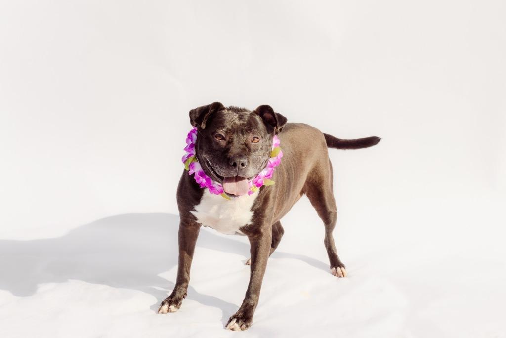 BEE, a Adoptable mixed breed in Marianna, FL image 4/5