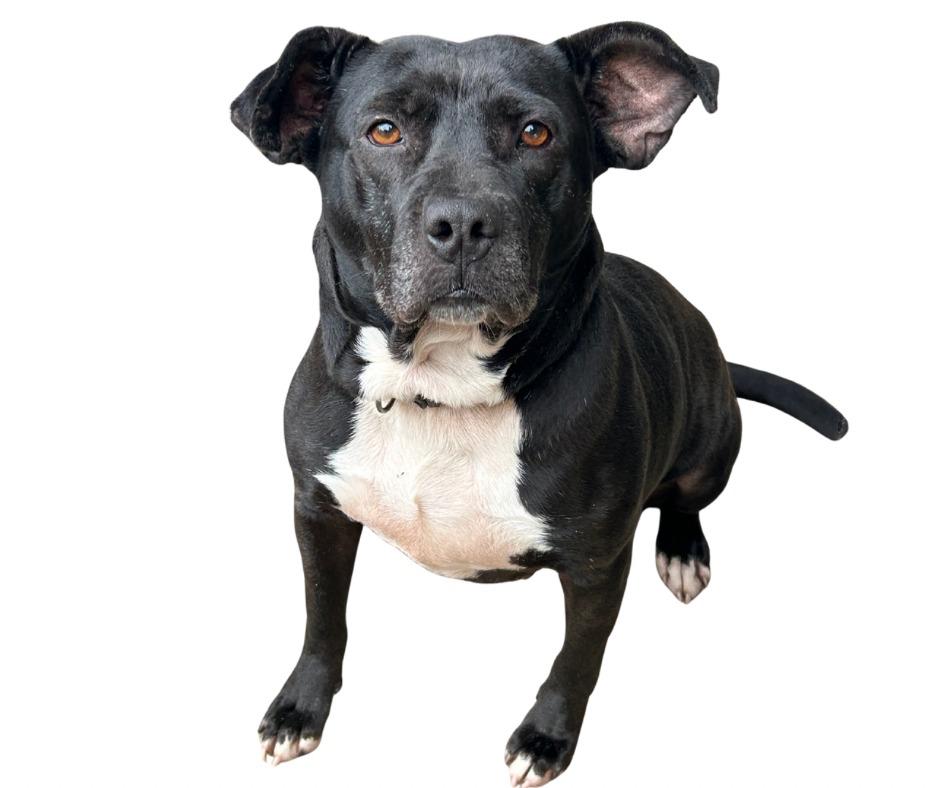 BEE, a Adoptable mixed breed in Marianna, FL image 2/2