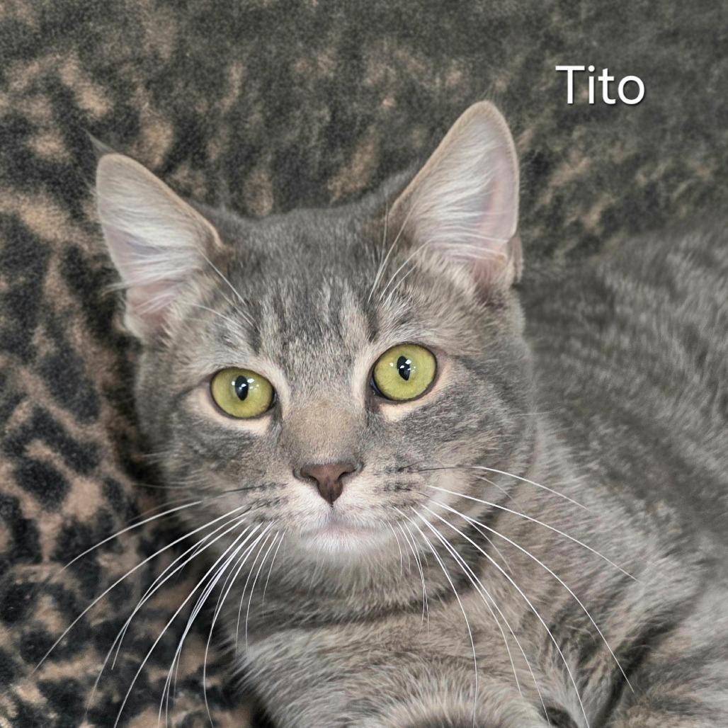 Frito — thumbnail 2