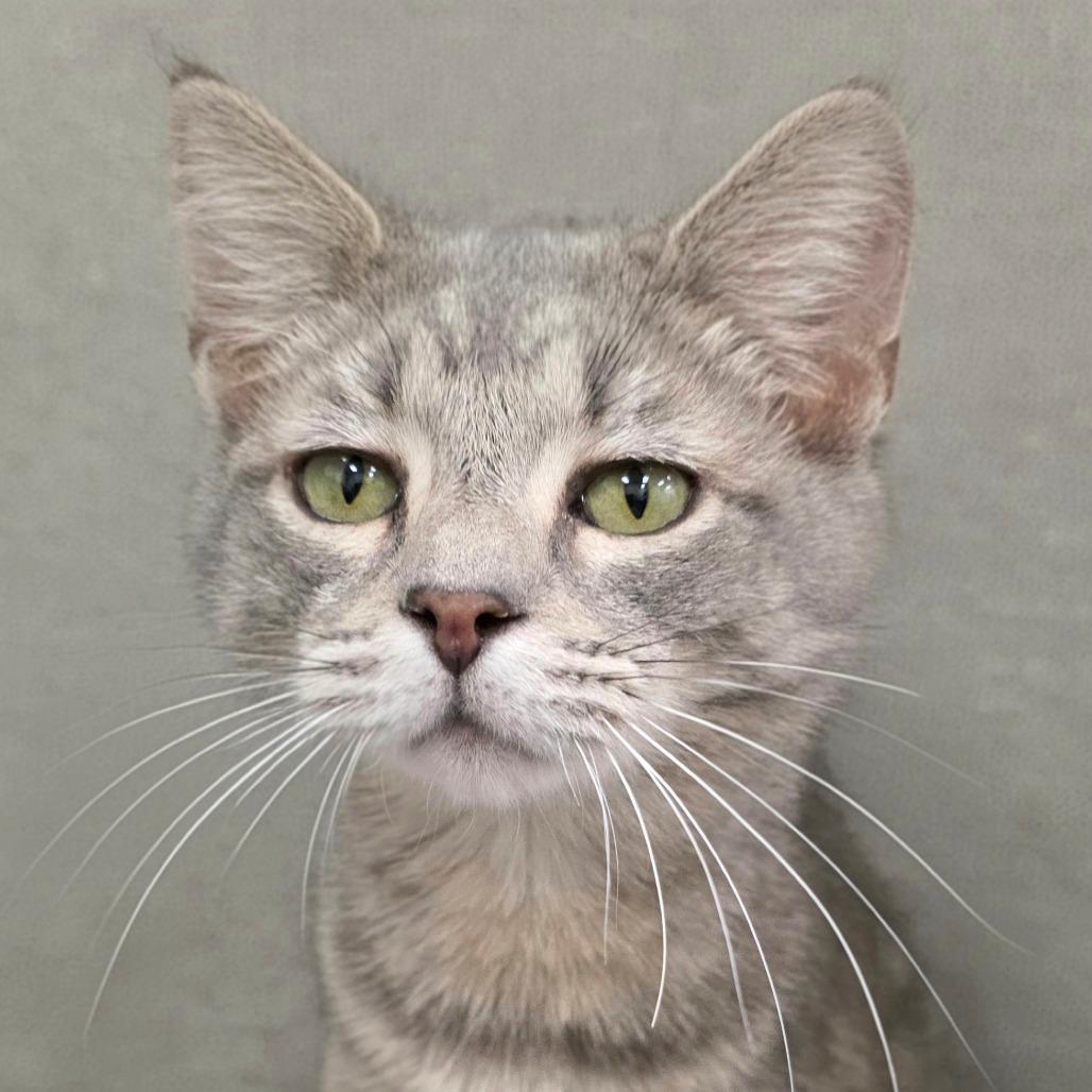 Frito — thumbnail 3