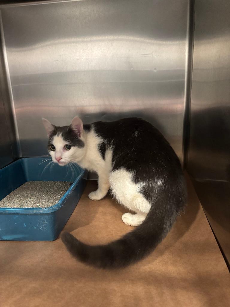 Dharma, Adoptable, Young Female Domestic Short Hair.