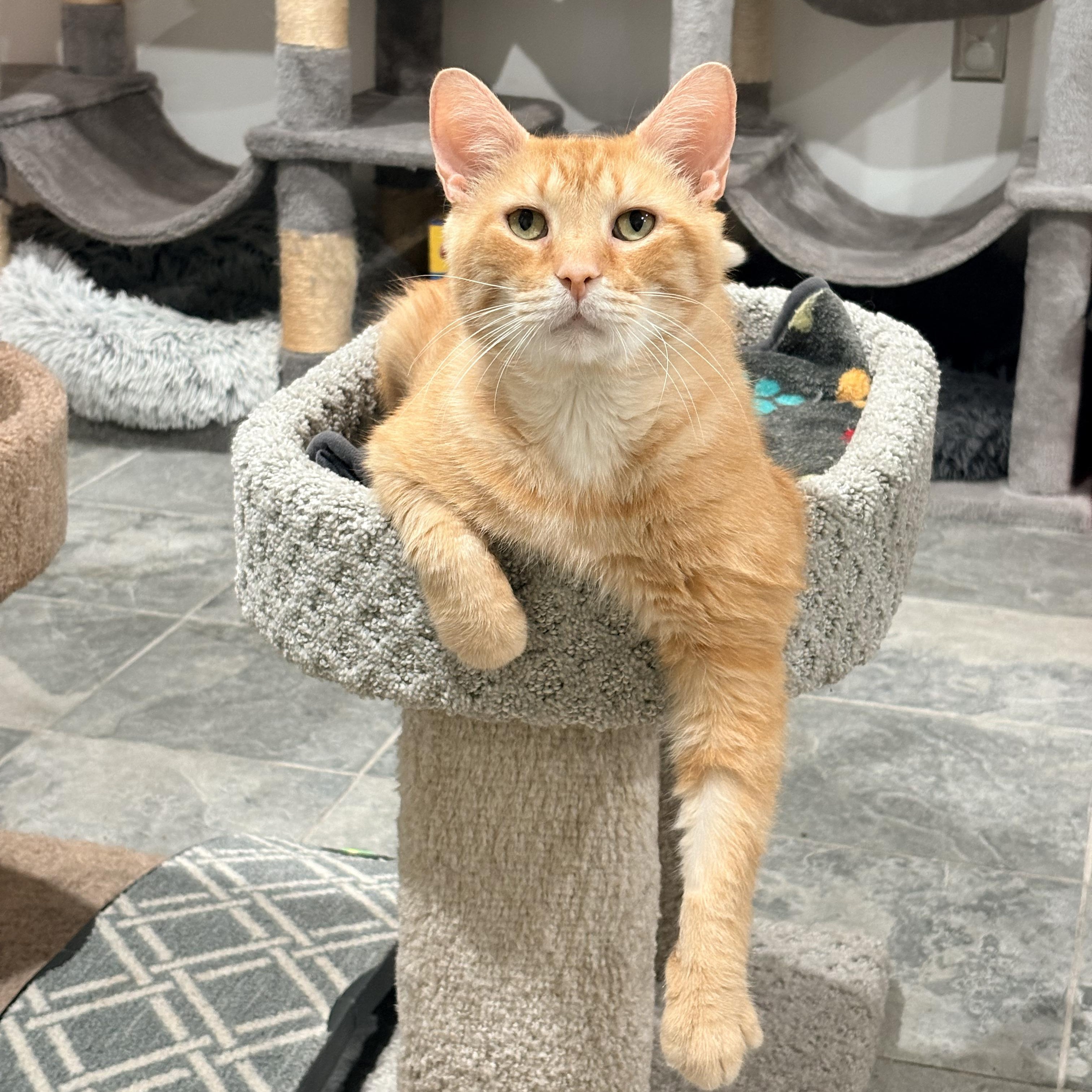 Enlarge Woody, a Adoptable Domestic Short Hair in North Huntingdon, PA image 5/6
