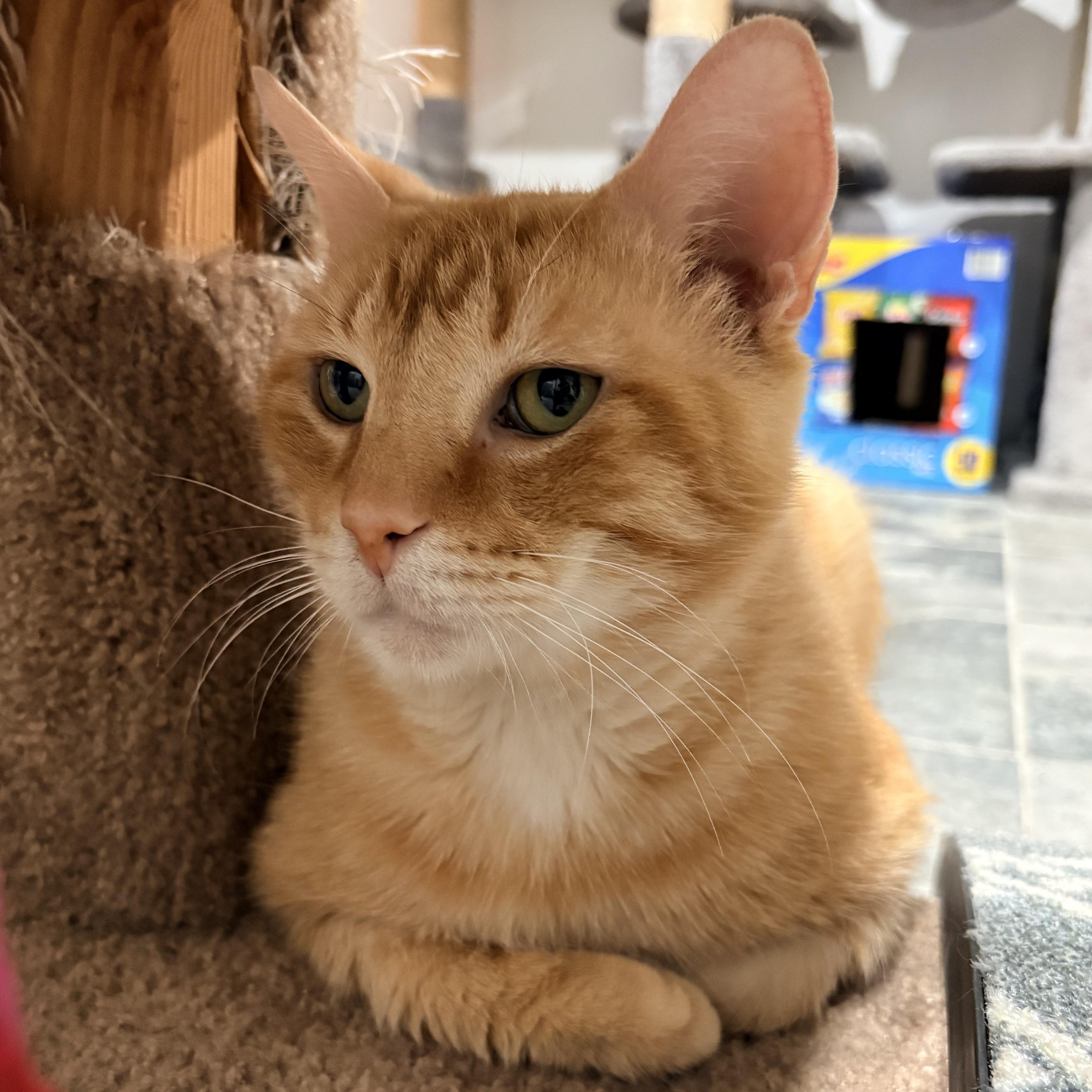 Enlarge Woody, a Adoptable Domestic Short Hair in North Huntingdon, PA image 4/6