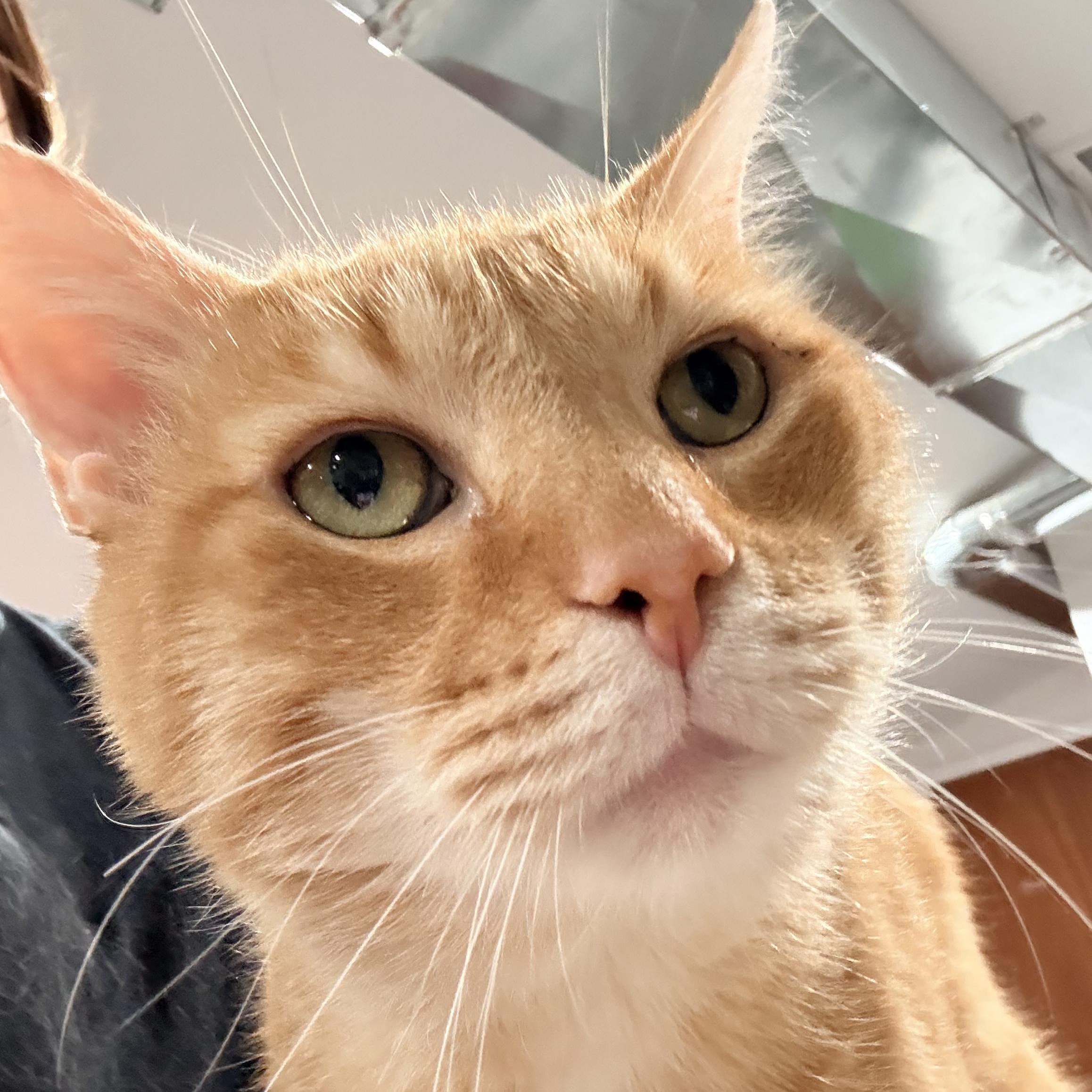 Enlarge Woody, a Adoptable Domestic Short Hair in North Huntingdon, PA image 2/6