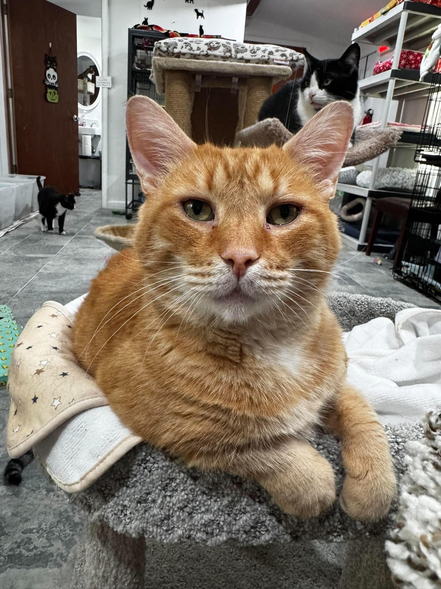 Woody, Adoptable, Adult Male Domestic Short Hair.