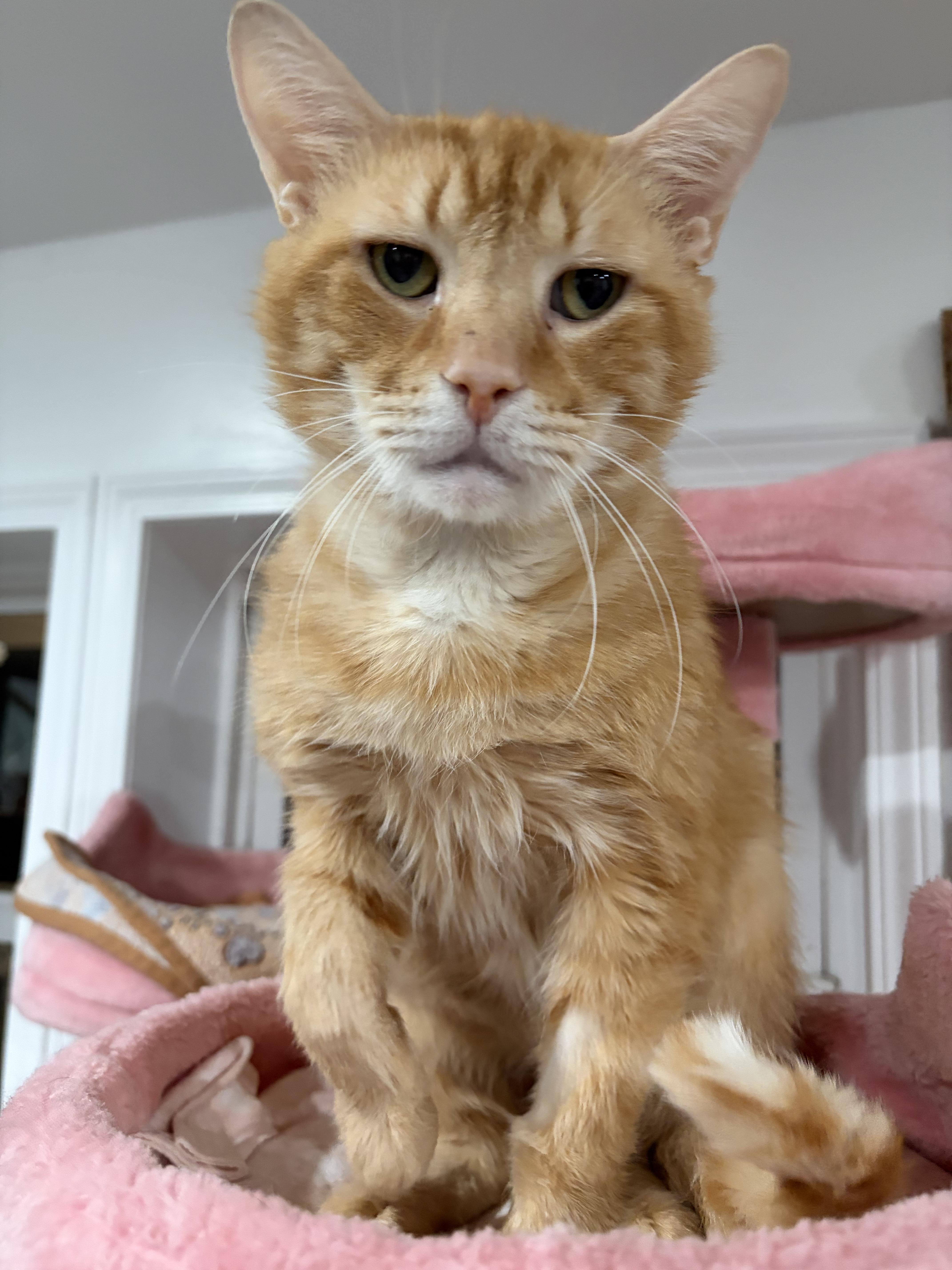 Enlarge Woody, a Adoptable Domestic Short Hair in North Huntingdon, PA image 3/6
