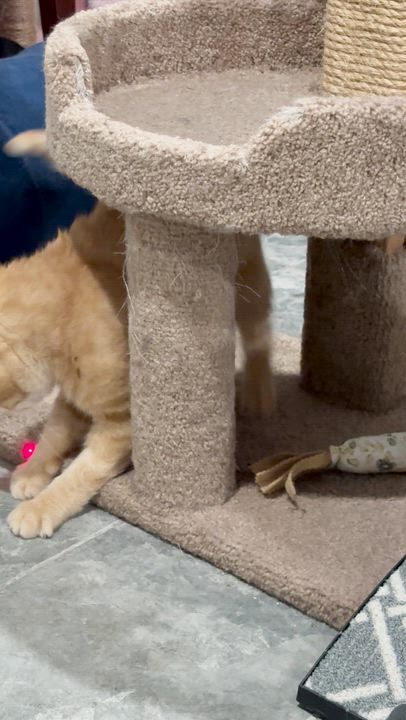 Enlarge Woody, a Adoptable Domestic Short Hair in North Huntingdon, PA video 6/6