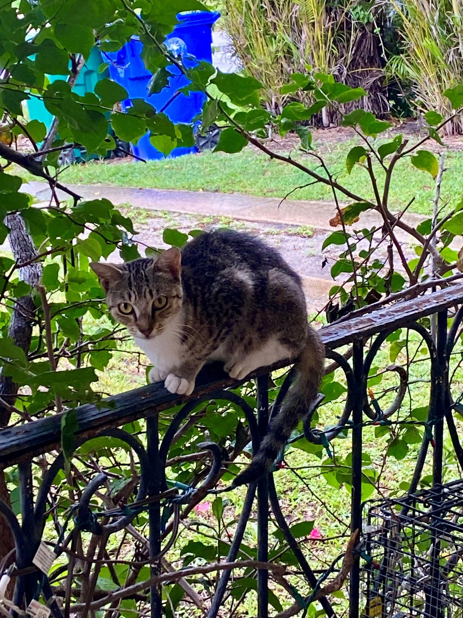 FOXY, Adoptable, Adult Female American Shorthair.