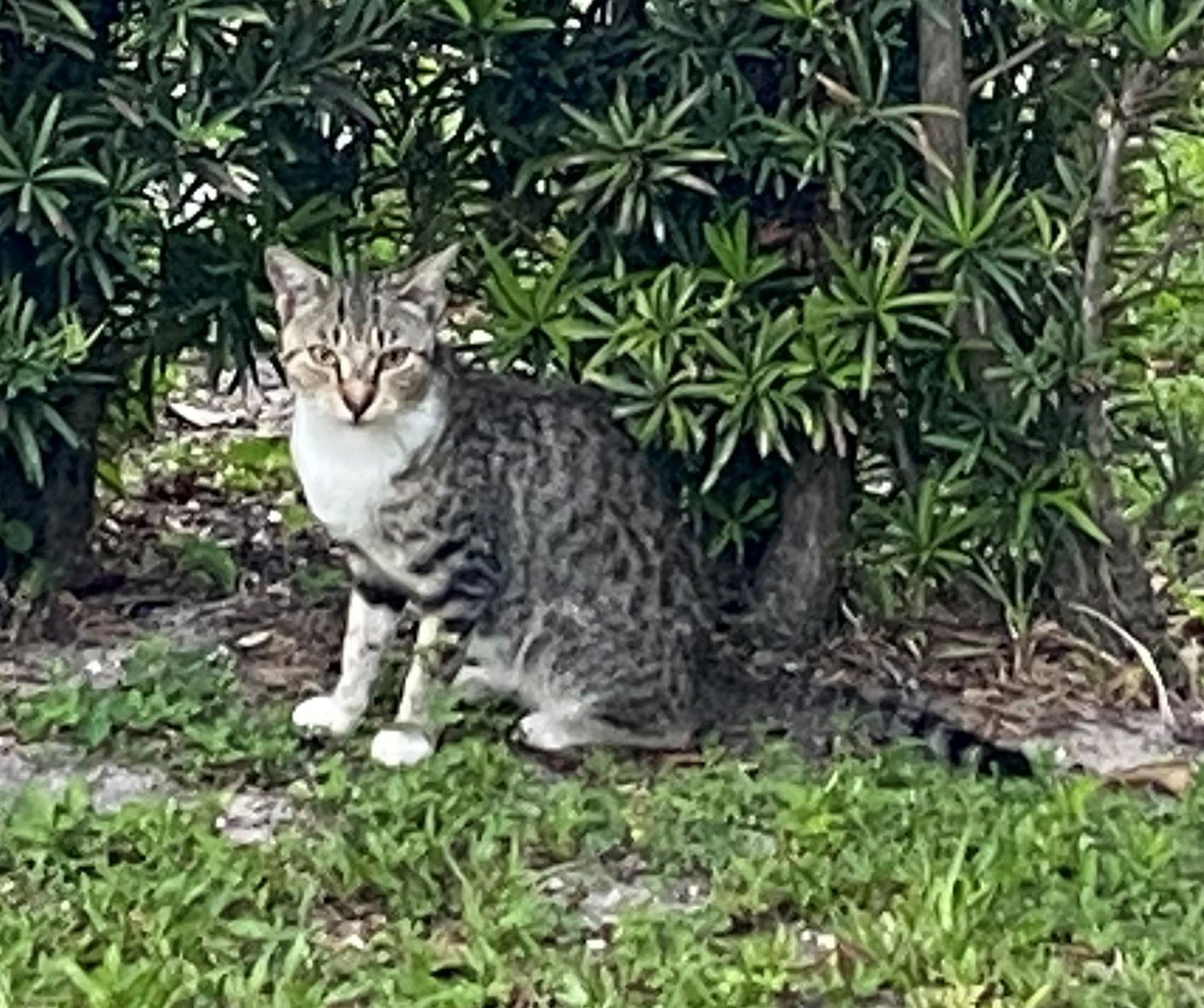 Enlarge FOXY, a Adoptable American Shorthair in Oakland Park, FL image 3/3