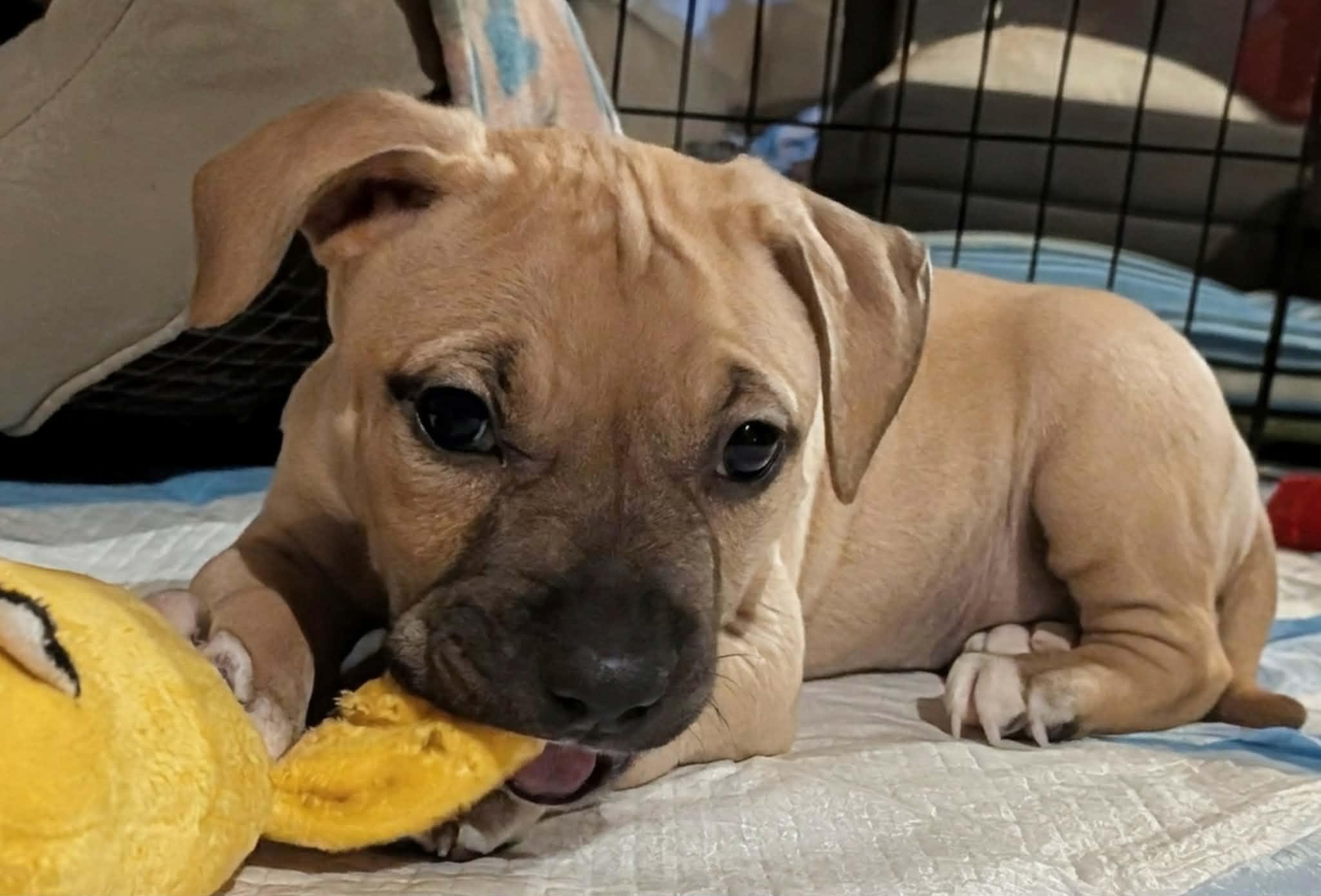 Enlarge Valor, a ADOPTABLE Mixed Breed in Watertown, WI image 3/5