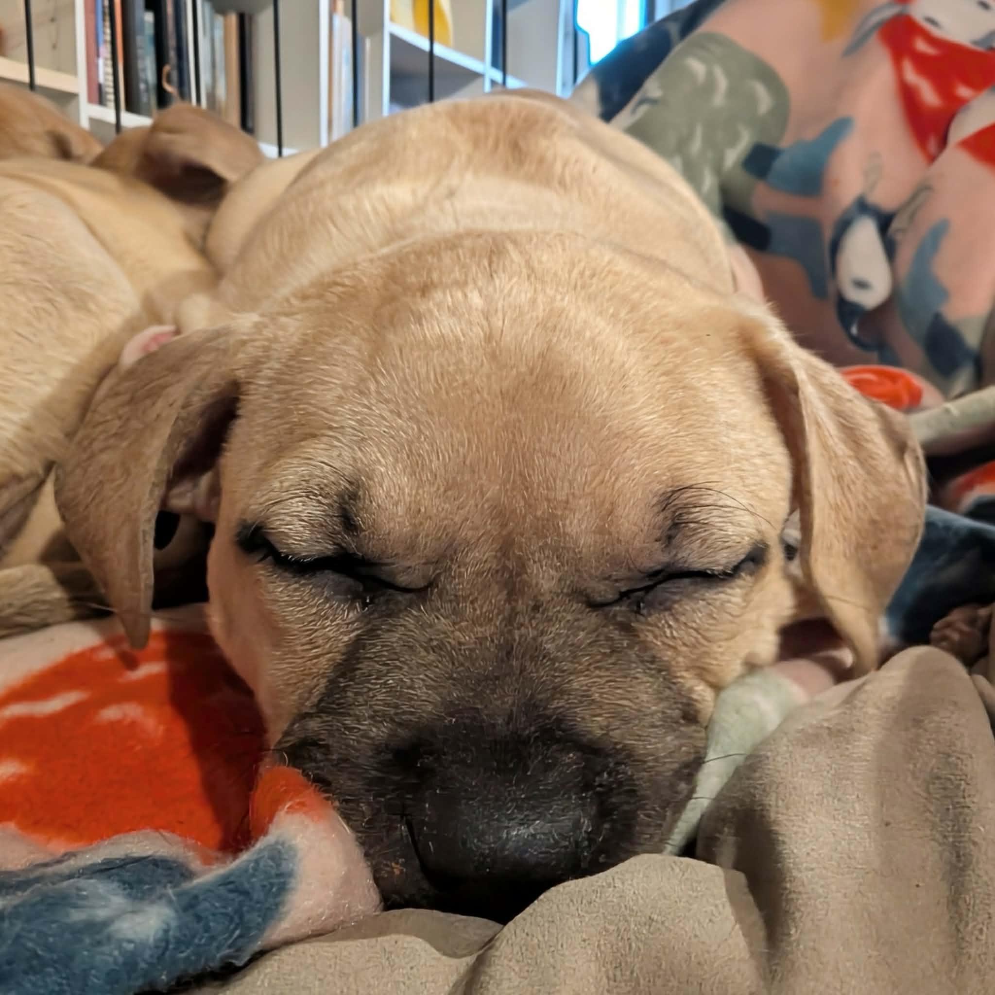 Enlarge Valor, a ADOPTABLE Mixed Breed in Watertown, WI image 4/5