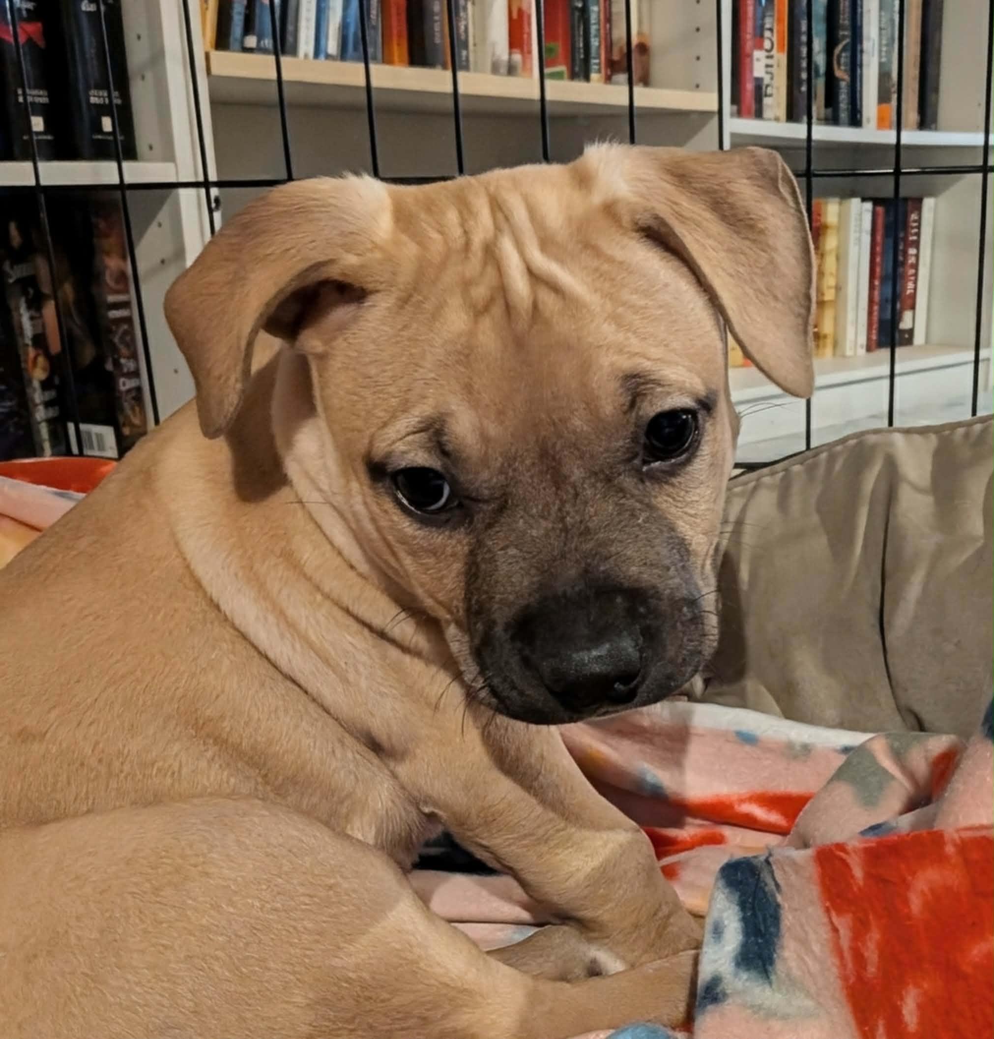 Enlarge Valor, a ADOPTABLE Mixed Breed in Watertown, WI image 2/5