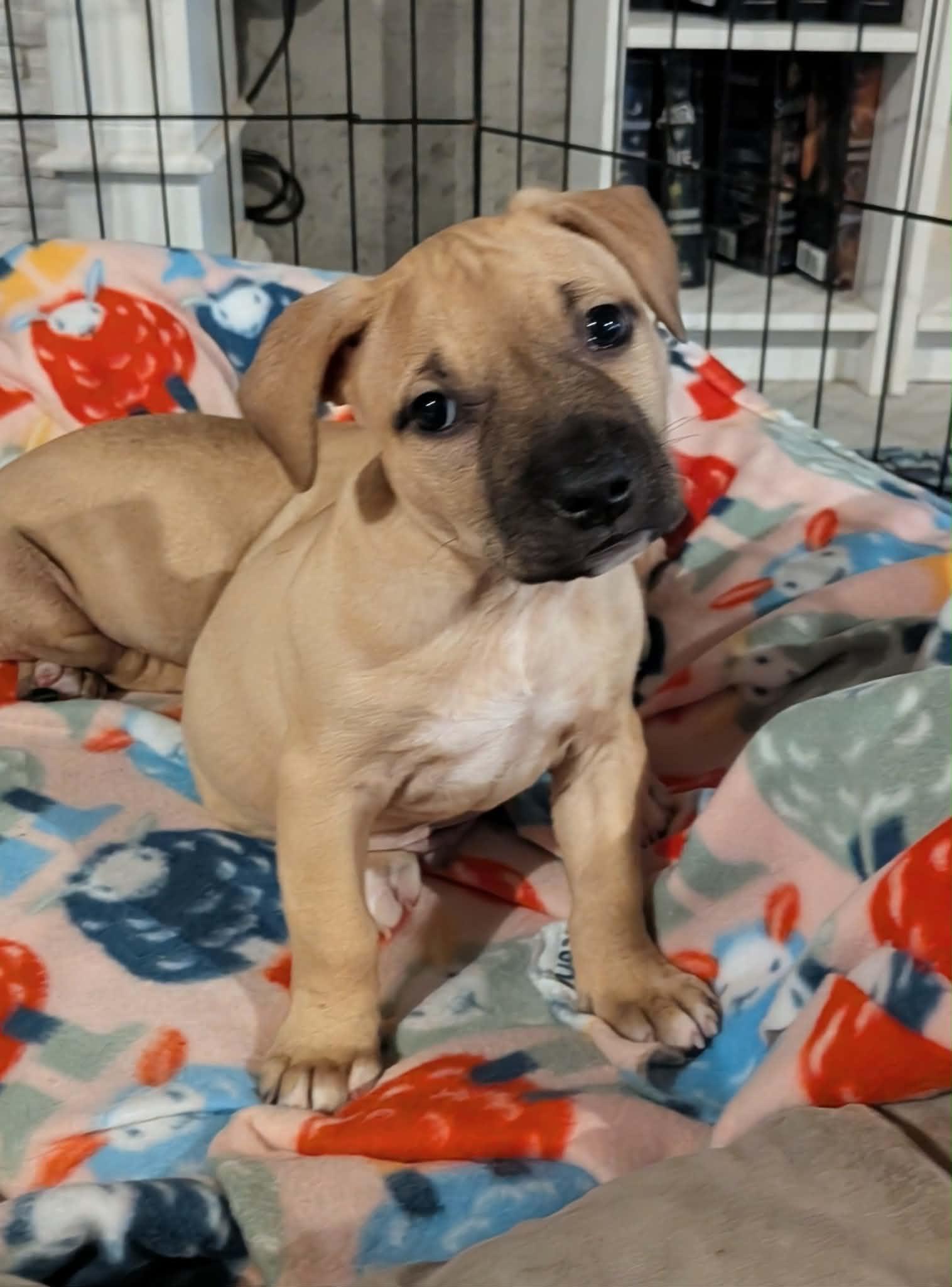Valor, ADOPTABLE, Puppy Male Mixed Breed.