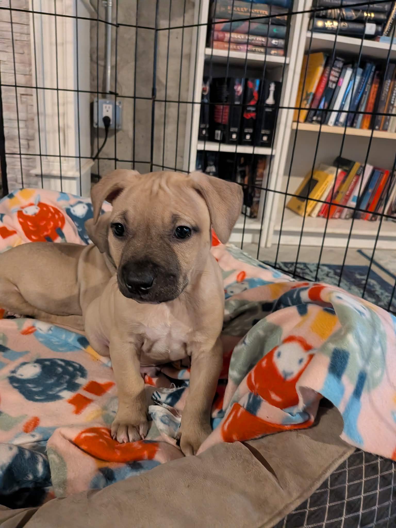 Enlarge Valor, a ADOPTABLE Mixed Breed in Watertown, WI image 5/5