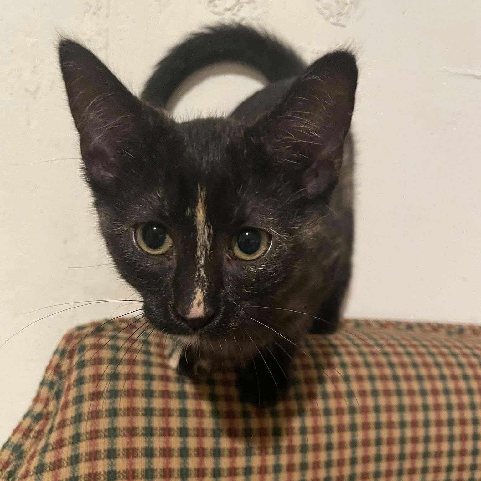 Bix, Baby Female unknown