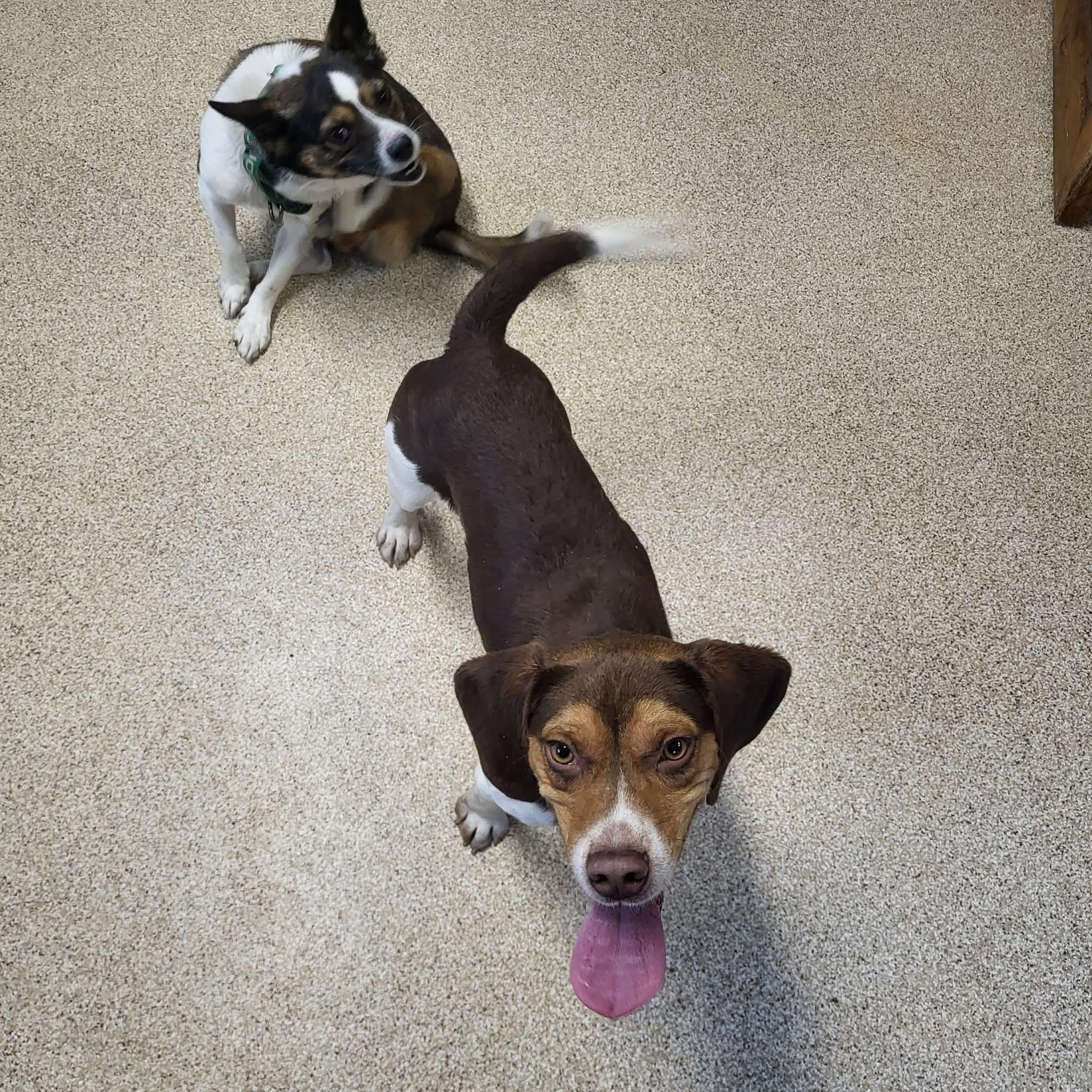 Enlarge Larry, a Adoptable Beagle in Sunderland, MD image 6/6