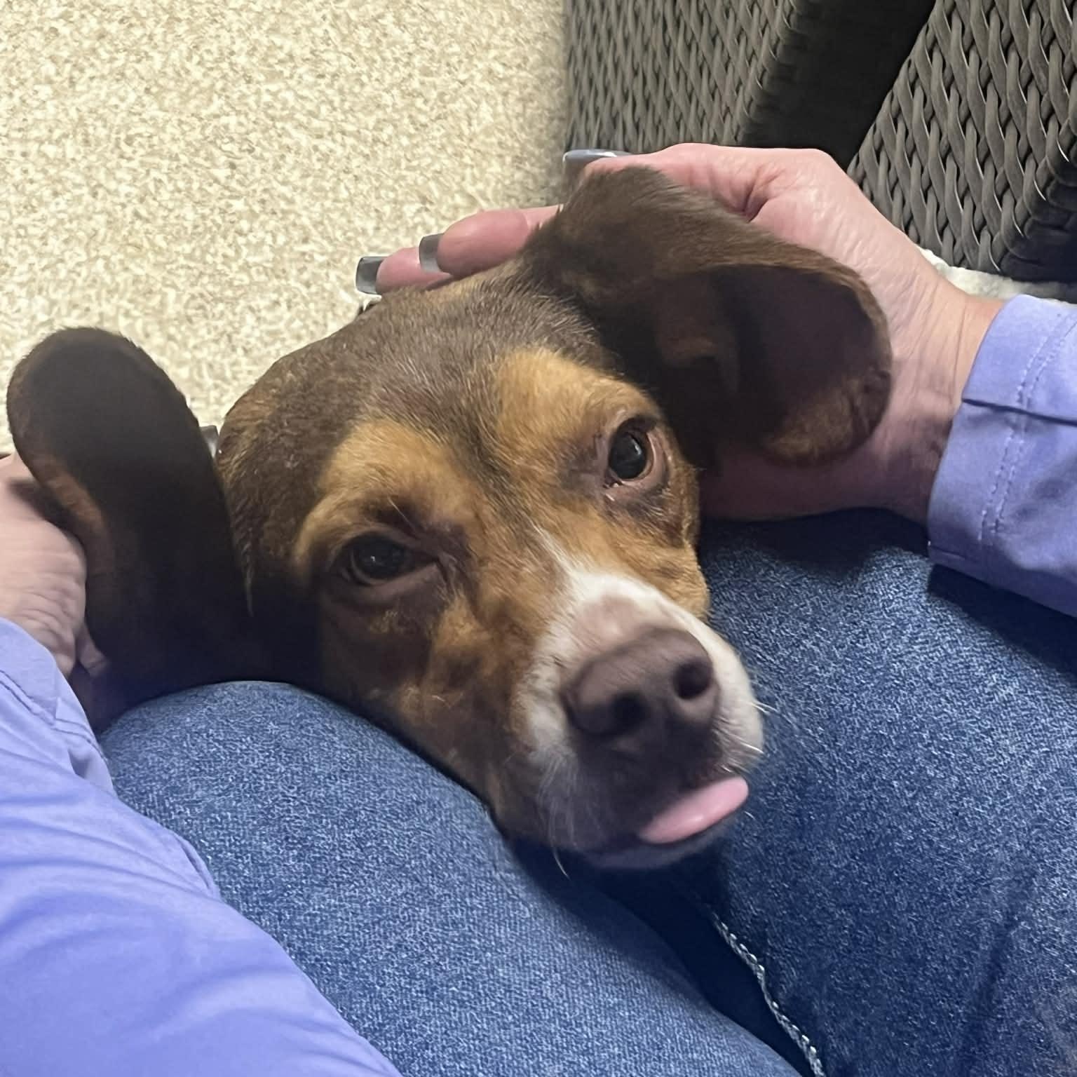 Enlarge Larry, a Adoptable Beagle in Sunderland, MD image 3/5