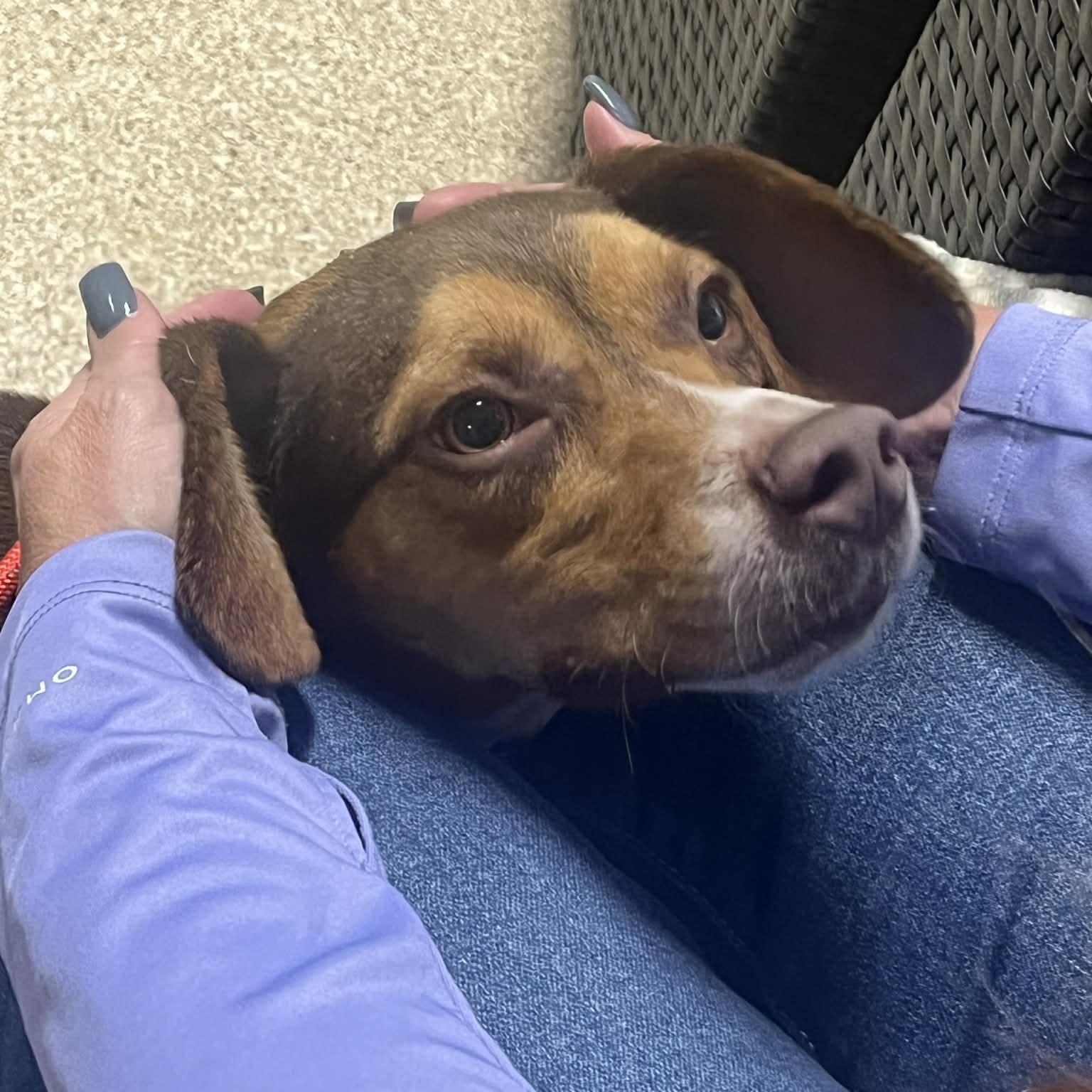 Enlarge Larry, a Adoptable Beagle in Sunderland, MD image 4/5