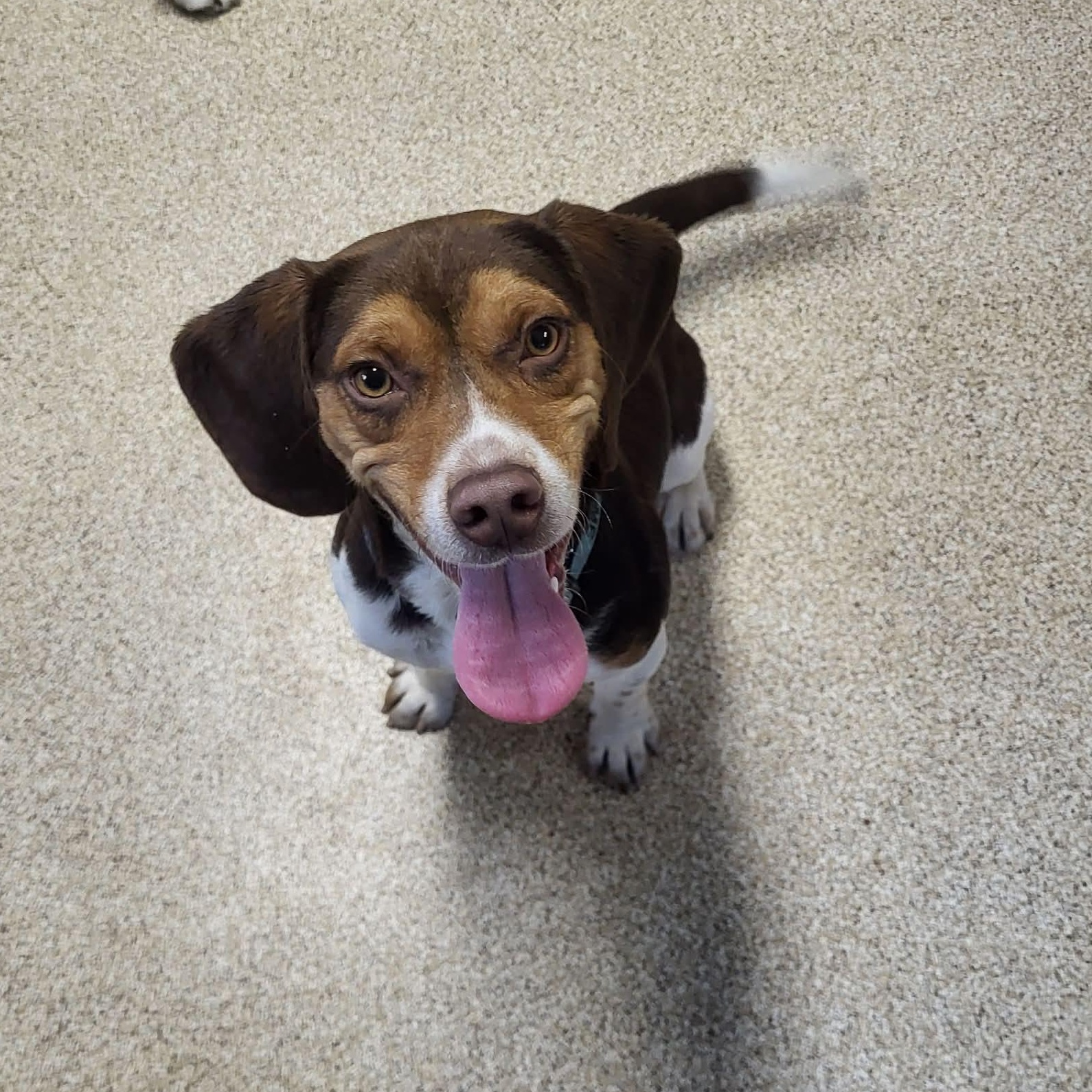 Enlarge Larry, a Adoptable Beagle in Sunderland, MD image 1/6