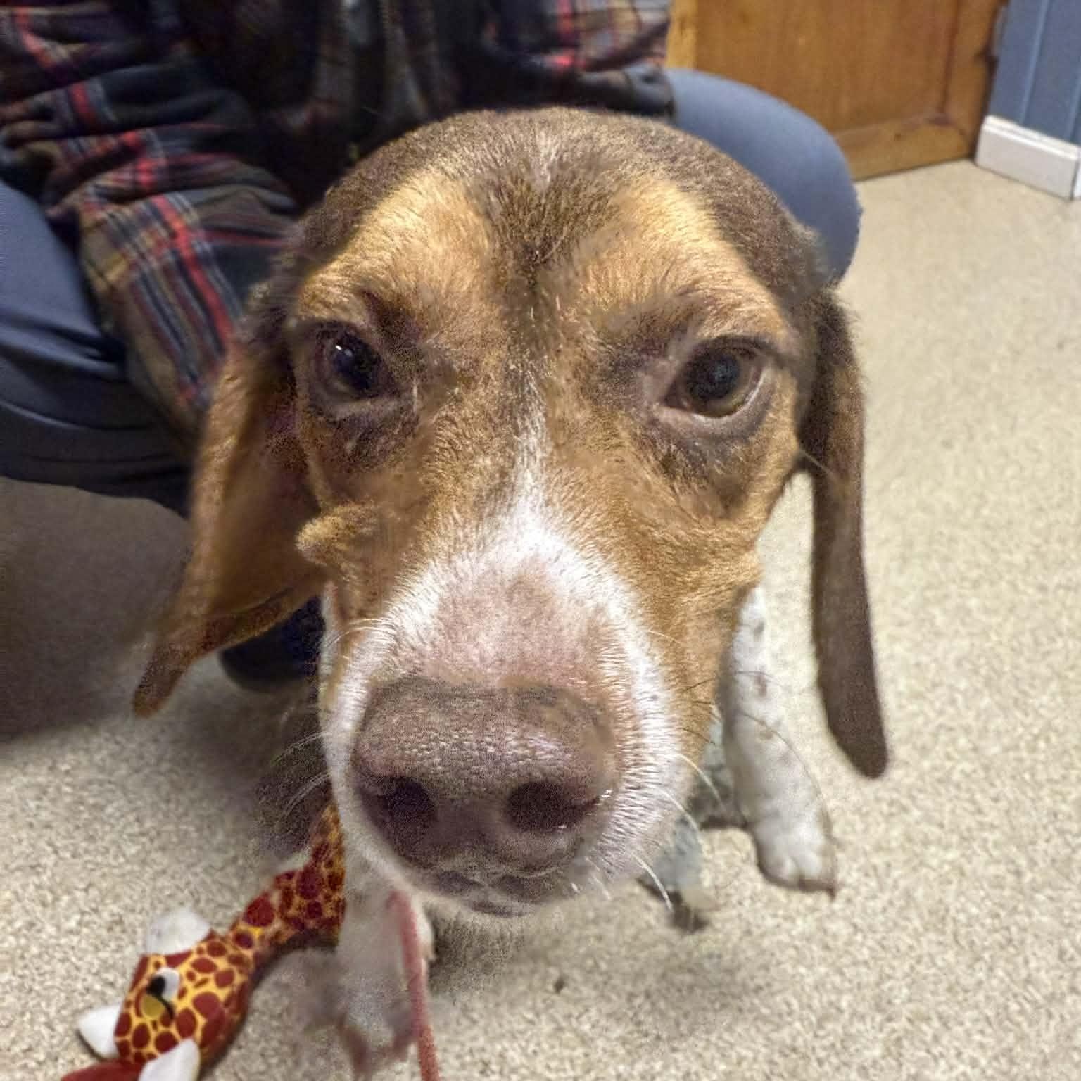 Enlarge Larry, a Adoptable Beagle in Sunderland, MD image 5/5