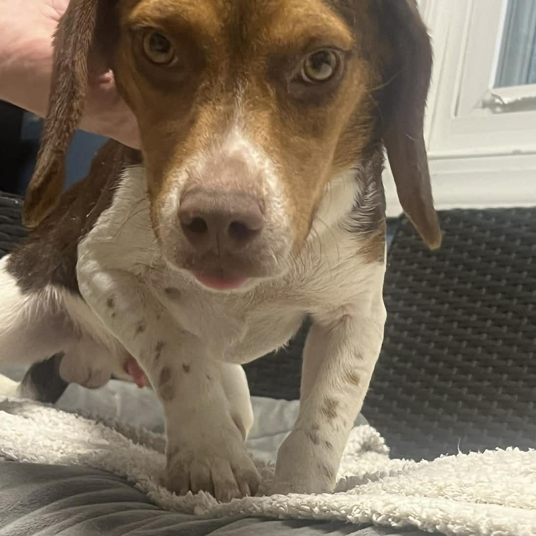 Enlarge Larry, a Adoptable Beagle in Sunderland, MD image 2/5