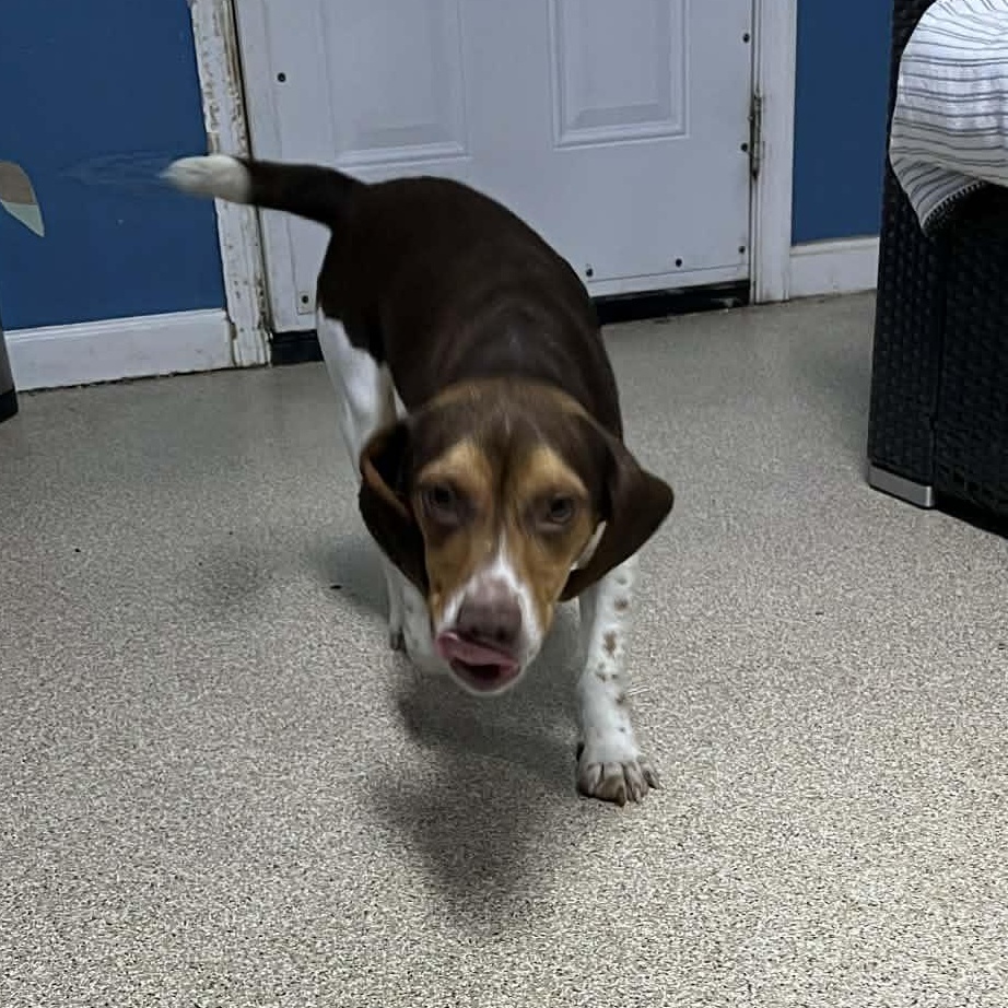 Enlarge Larry, a Adoptable Beagle in Sunderland, MD image 1/5