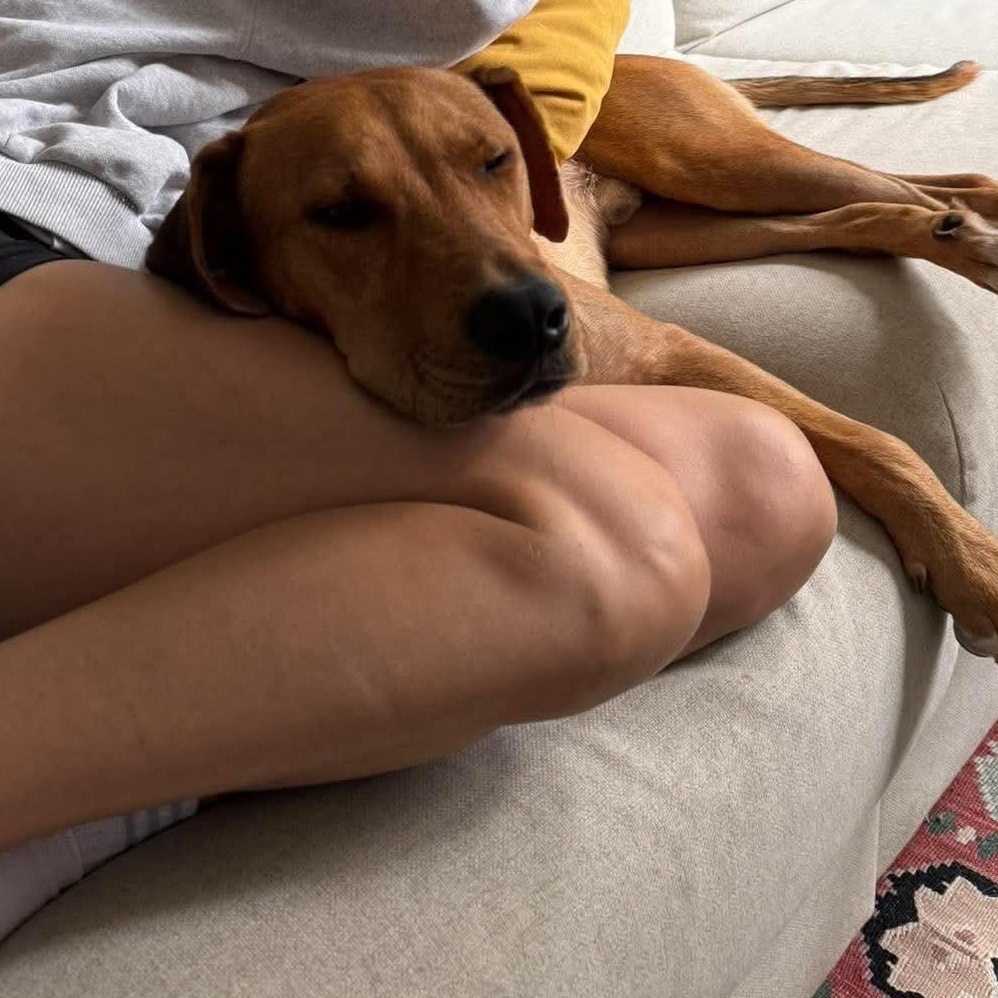 Enlarge Jackson, a Adopted mixed breed in Scarborough, ON image 5/6