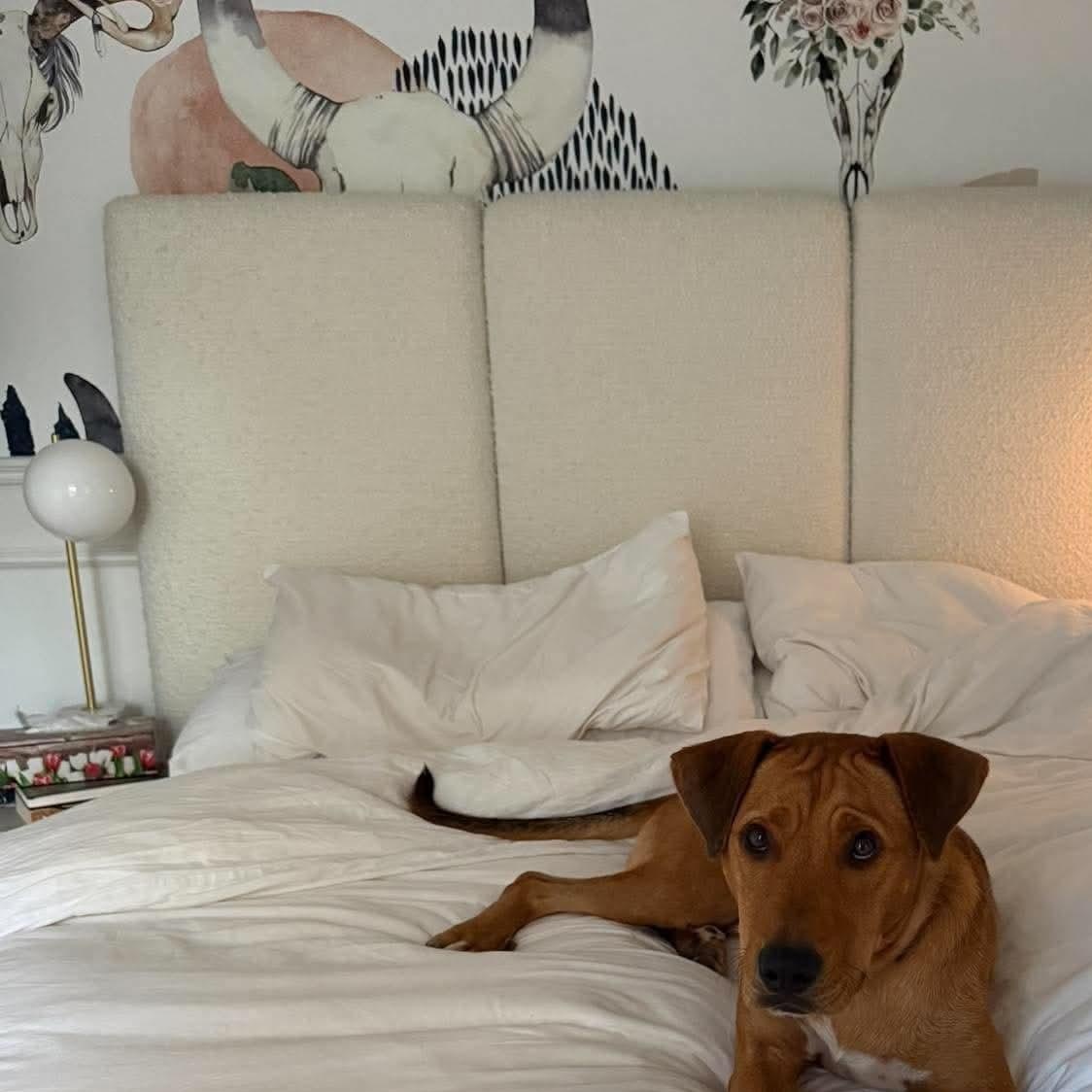 Enlarge Jackson, a Adopted mixed breed in Scarborough, ON image 6/6