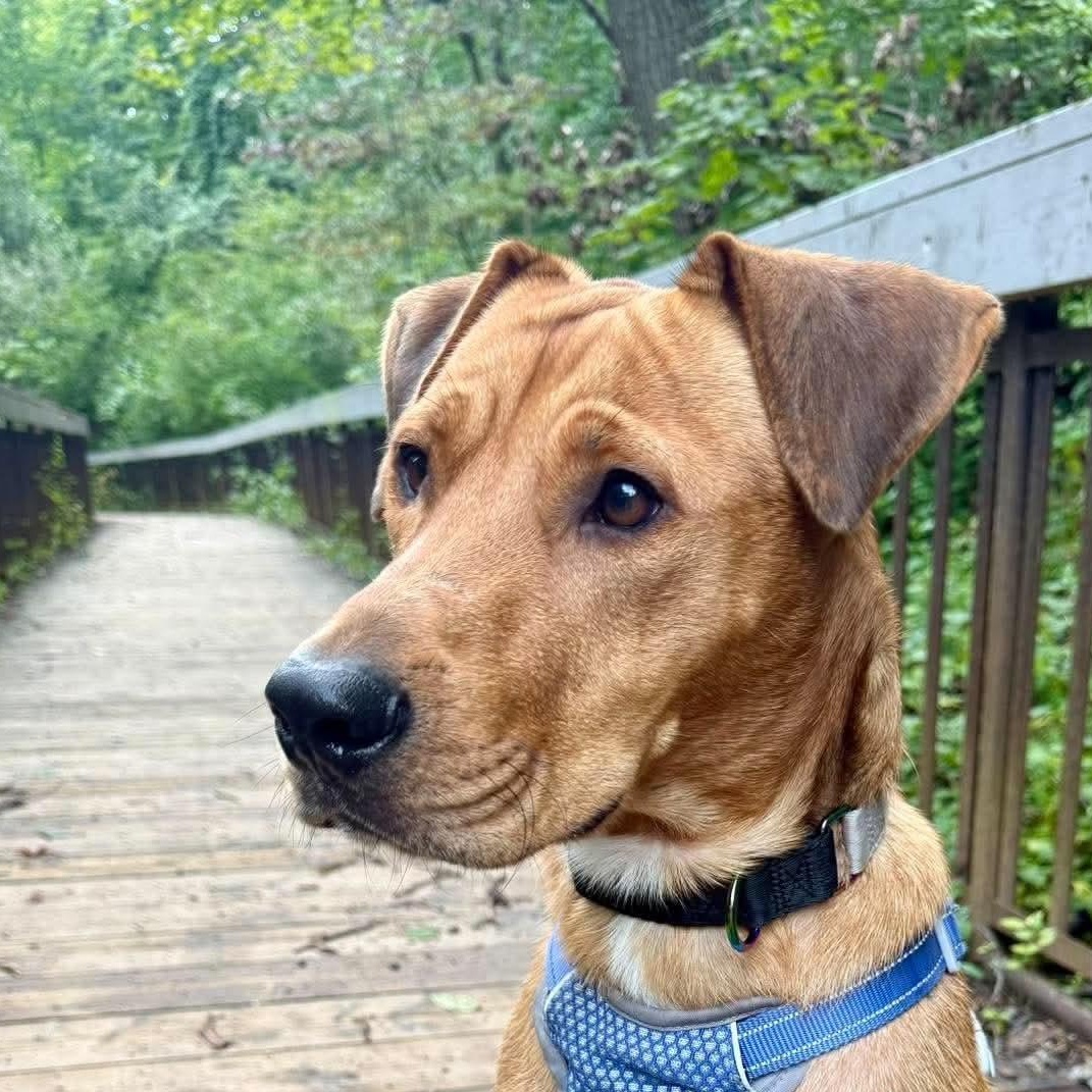 Enlarge Jackson, a Adopted mixed breed in Scarborough, ON image 3/6