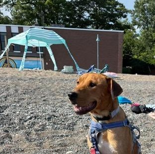 Enlarge Jackson, a Adopted mixed breed in Scarborough, ON image 2/6