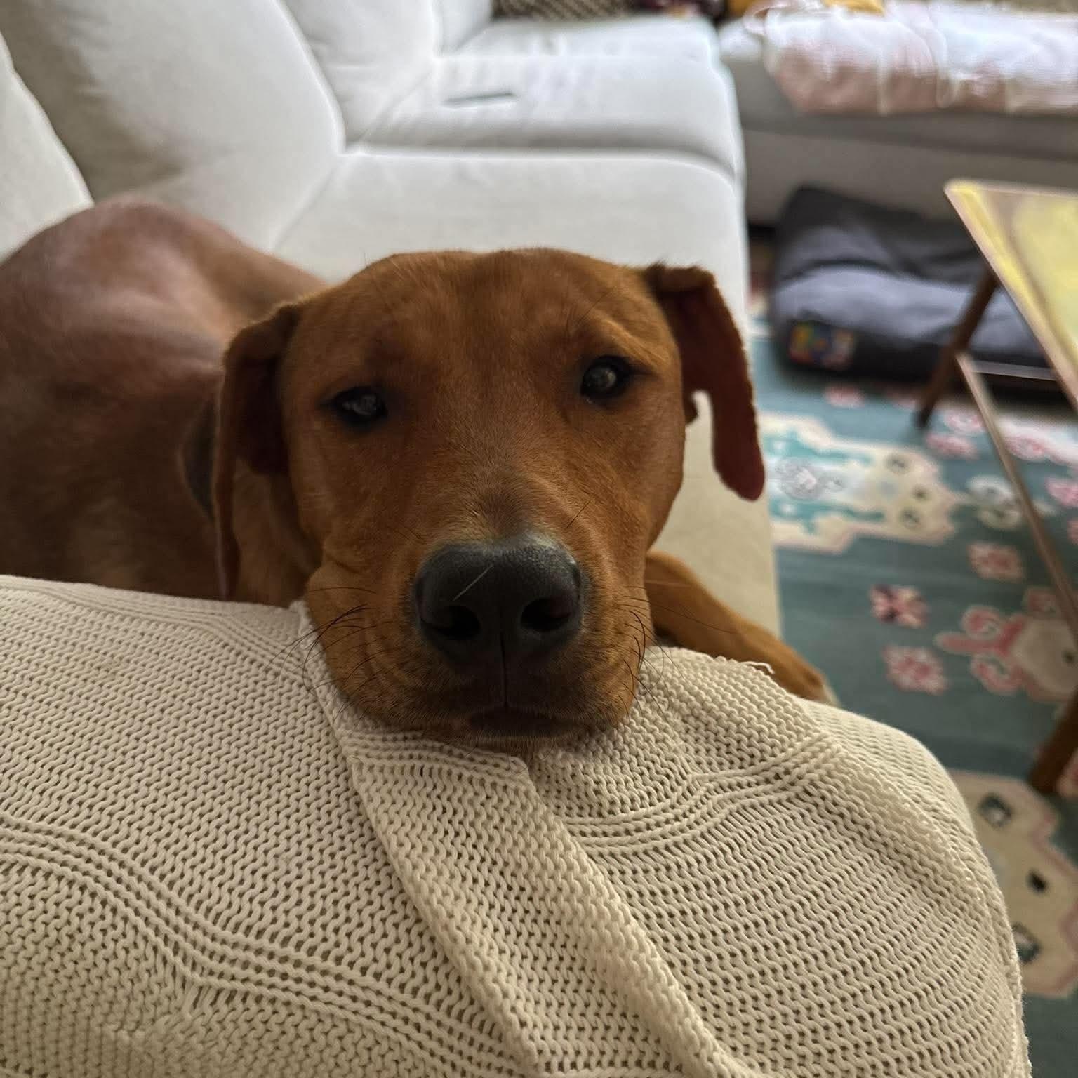 Enlarge Jackson, a Adopted mixed breed in Scarborough, ON image 4/6