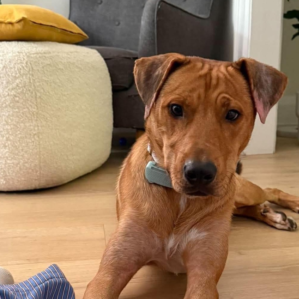 Jackson, Adopted, Adult Male Labrador Retriever.
