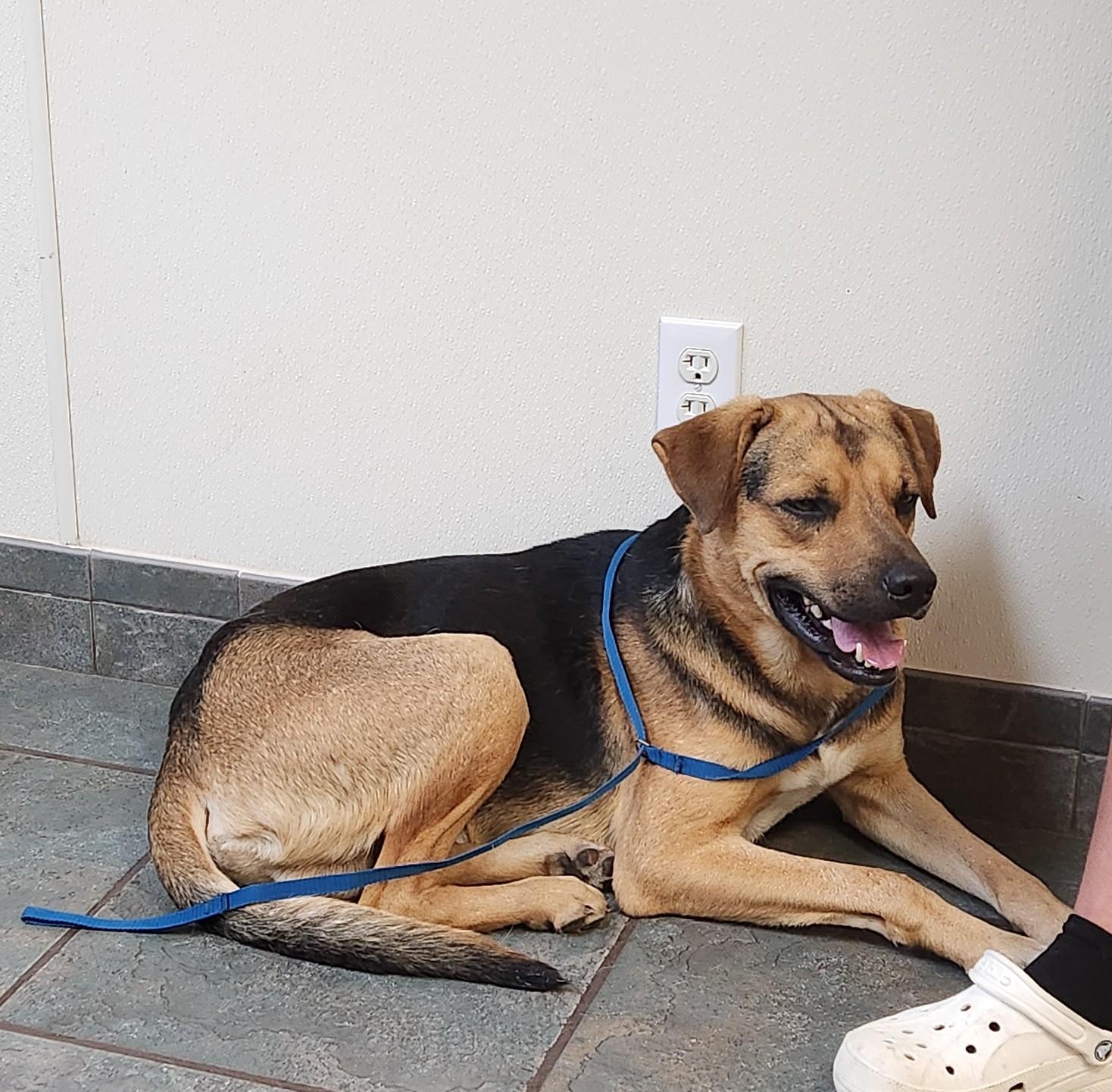 Enlarge Max, a ADOPTABLE mixed breed in Livingston, TX image 2/3