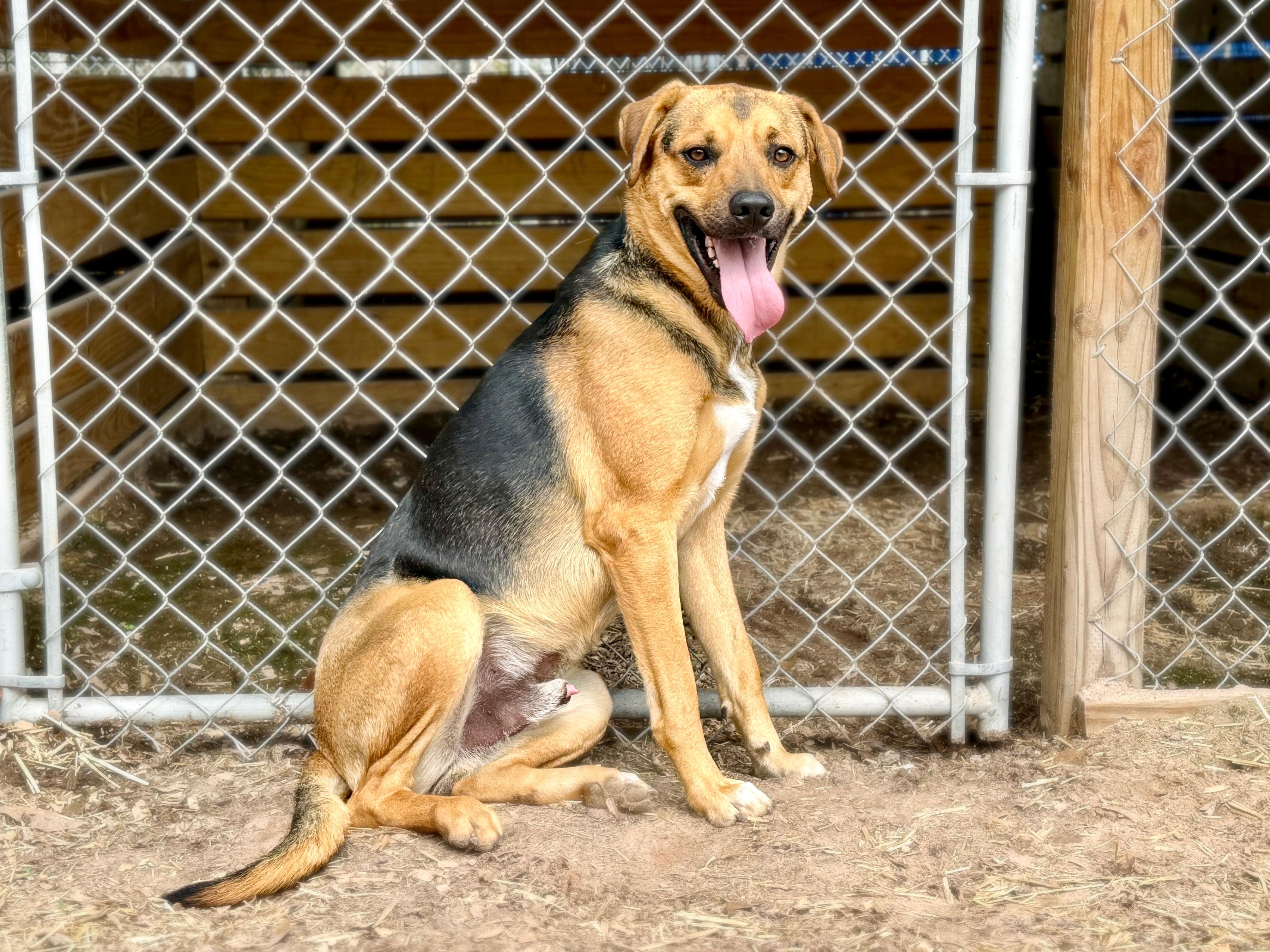 Max, ADOPTABLE, Adult Male German Shepherd Dog.