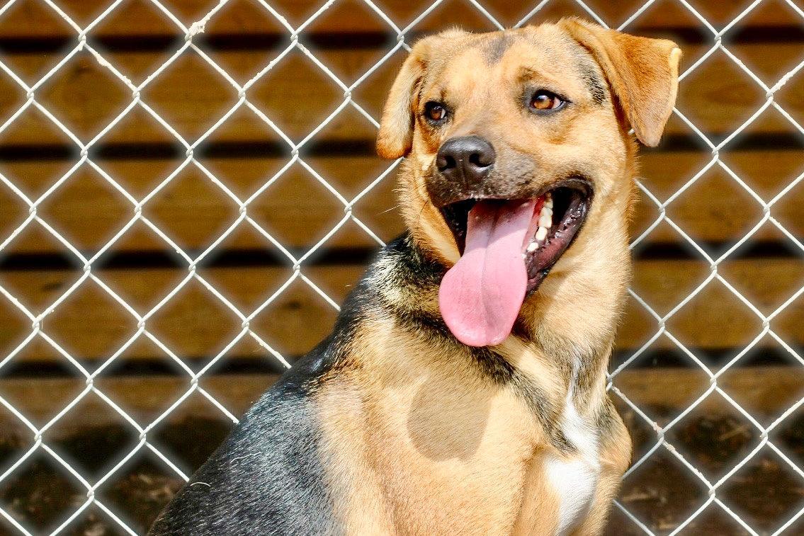 Enlarge Max, a ADOPTABLE mixed breed in Livingston, TX image 3/3