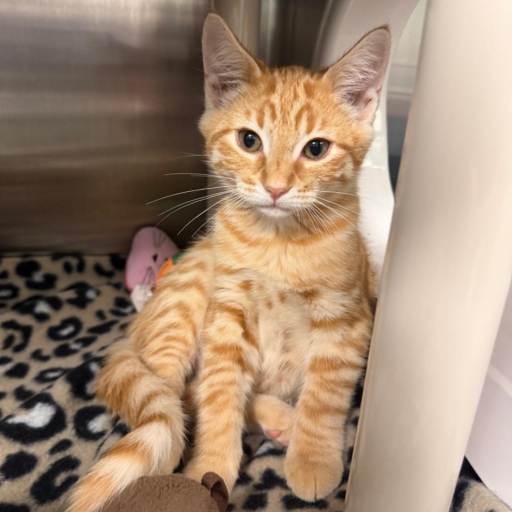 Tanager, Adoptable, Kitten Male Domestic Short Hair.