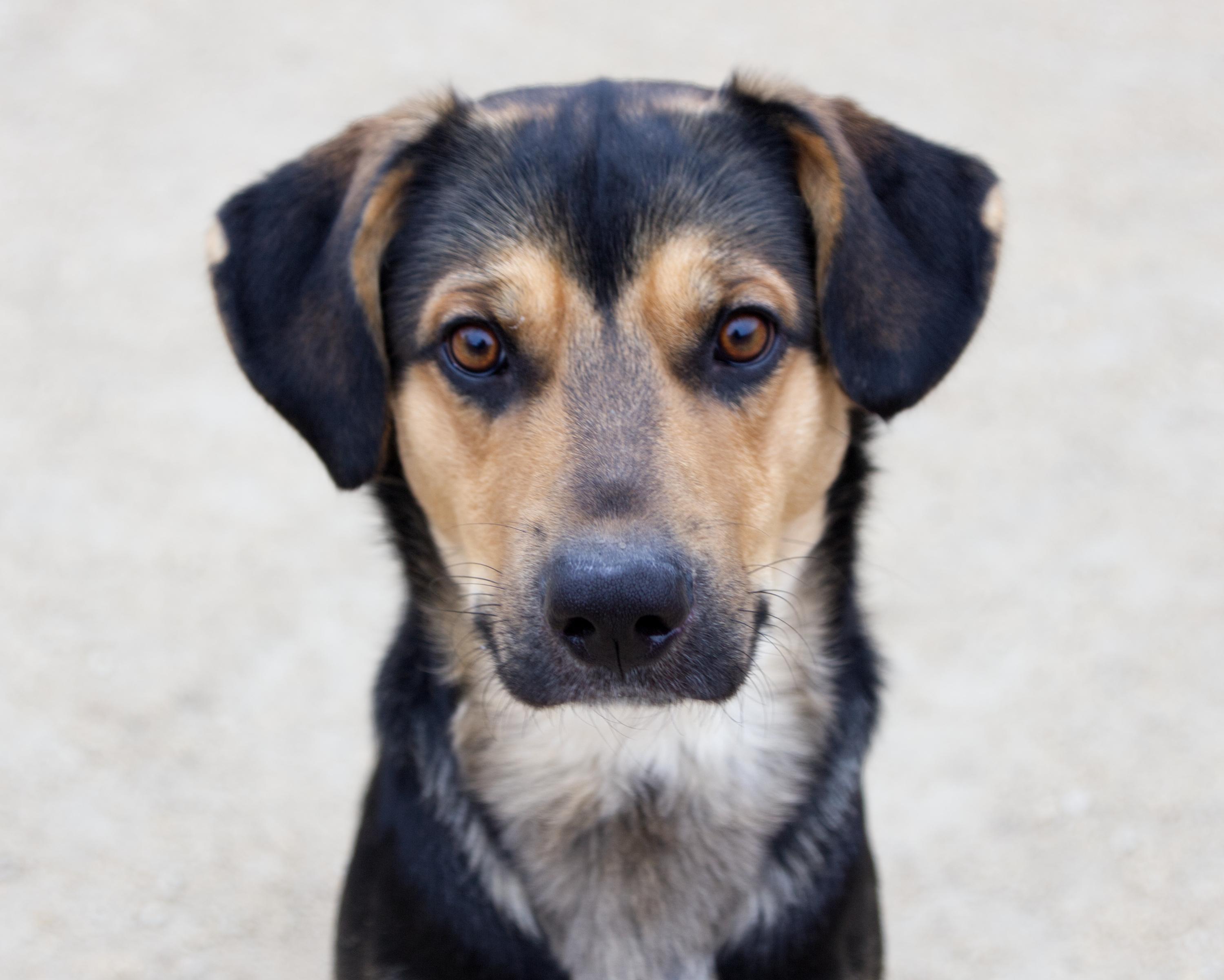Erwin, adoptable, Young Male Shepherd.