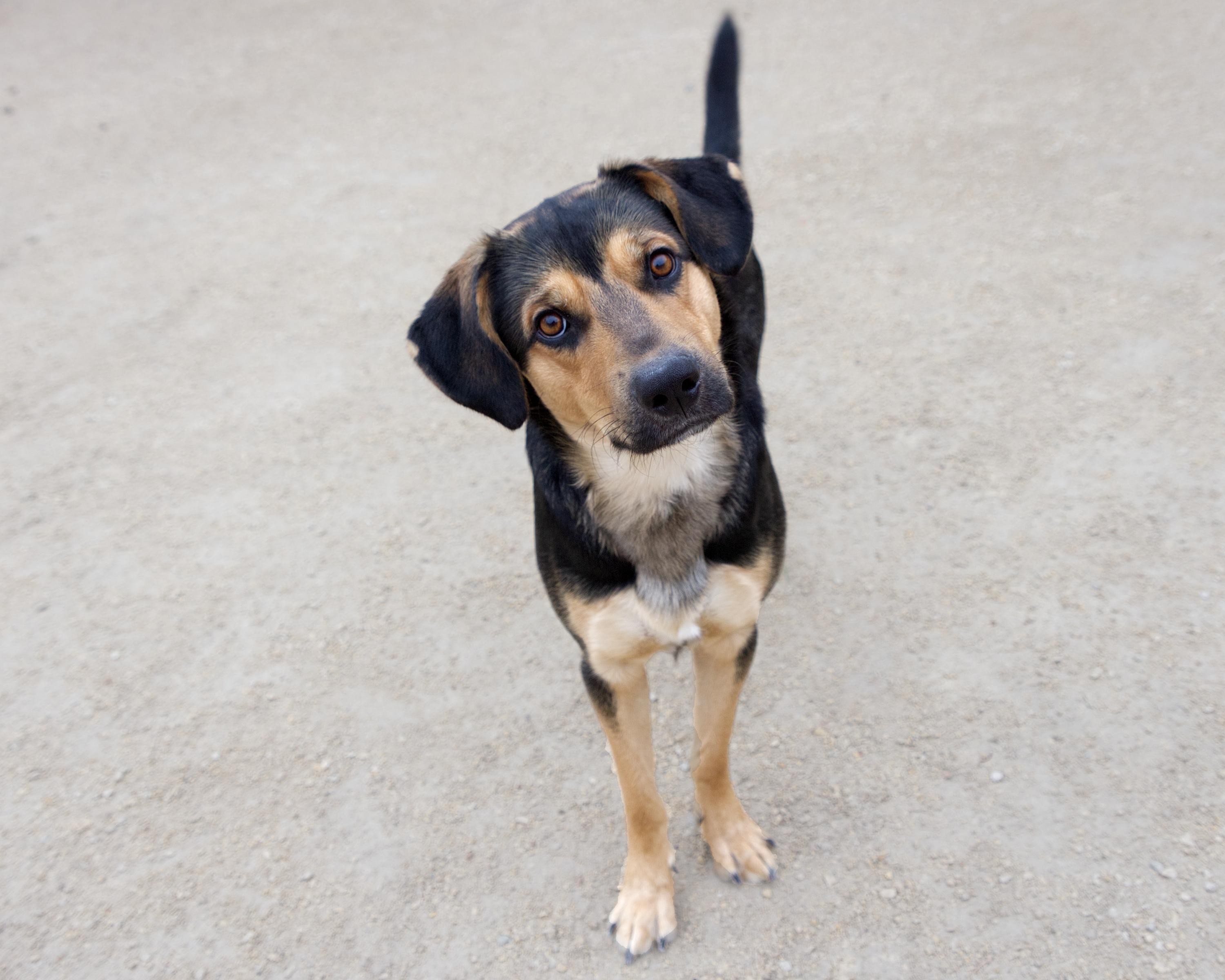 Erwin, an adoptable mixed breed in Winnipeg, MB image 3/3