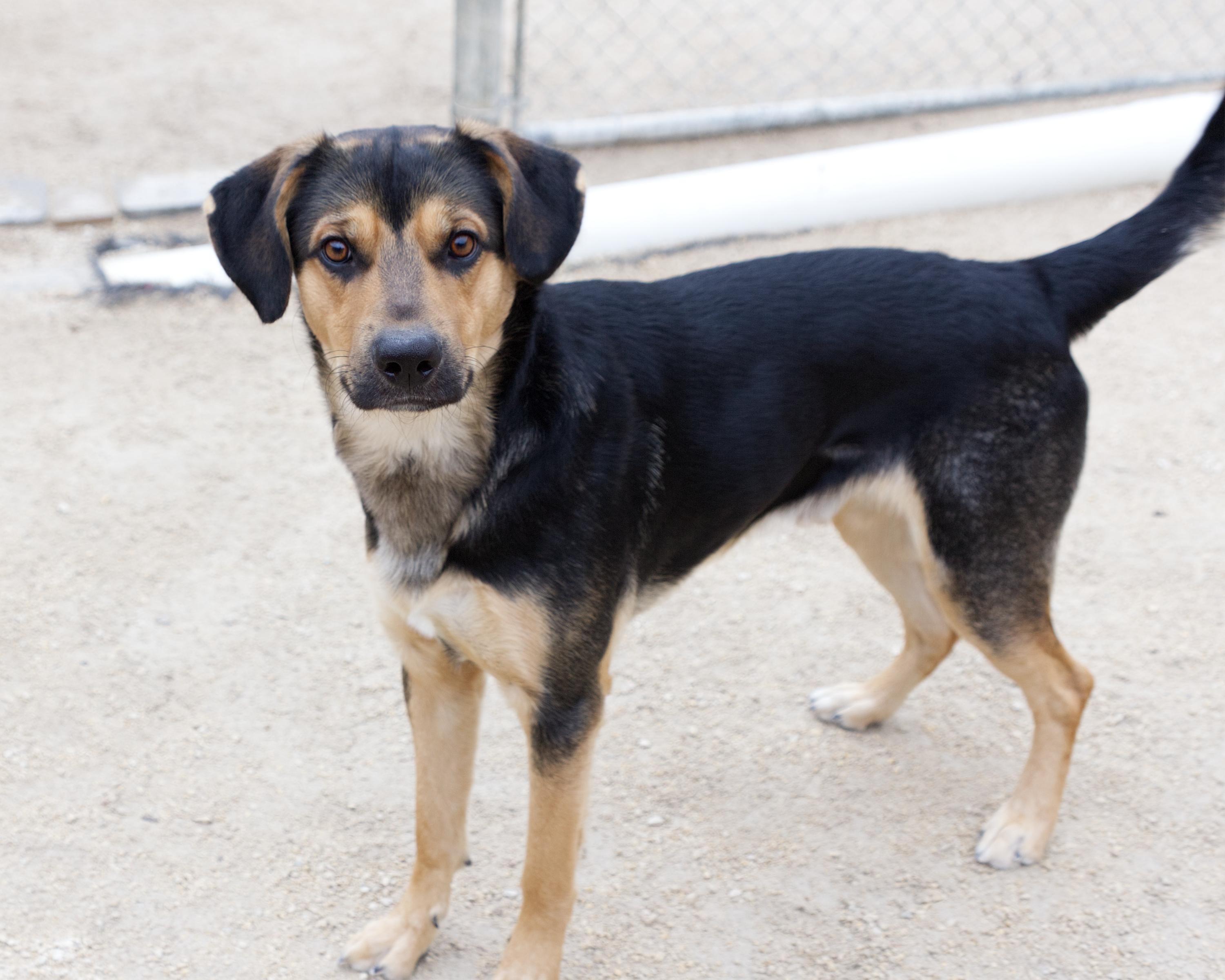 Erwin, an adoptable mixed breed in Winnipeg, MB image 2/3