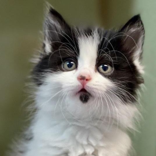 Gelato, Baby Female Domestic Short Hair