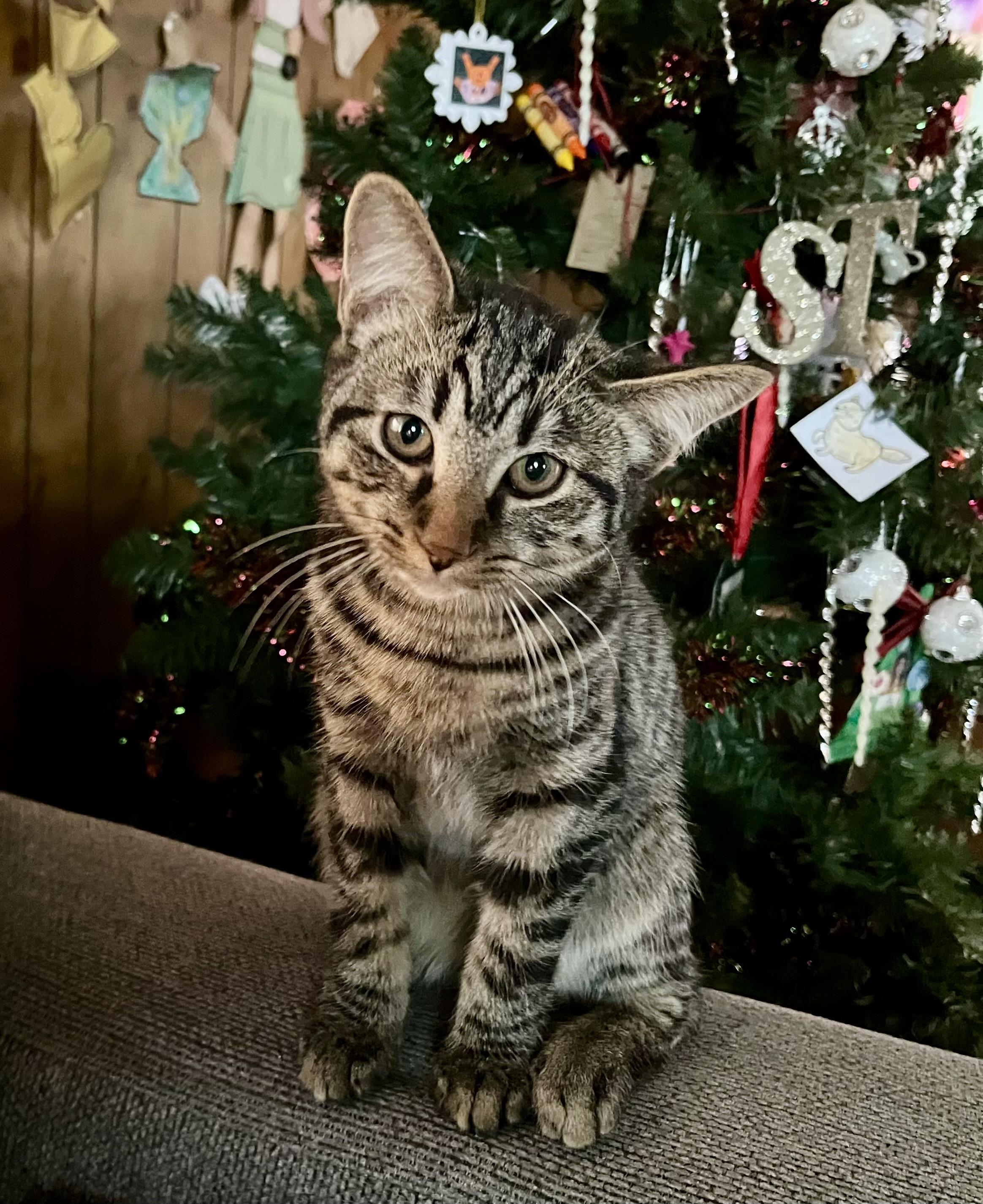 Enlarge Chase, a ADOPTABLE Domestic Short Hair in Elkland, PA image 1/4